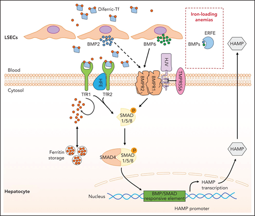 Hepcidin regulation by iron. Increase in transferrin saturation induces hepcidin transcription via the BMP/SMAD signaling pathway. Diferric transferrin binds to TfR2, while BMP6 and BMP2 secreted by liver sinusoidal endothelial cells (LSECs) bind to BMP receptors on hepatocytes. These events trigger phosphorylation of regulatory SMAD1/5/8, recruitment of SMAD4, and translocation of the SMAD complex to the nucleus for activating hepcidin transcription upon binding to BMP/SMAD responsive element in the HAMP promoter. BMPs can be trapped by ERFE, leading to hepcidin inhibition in iron-loading anemias. Efficient iron signaling requires the BMP coreceptor HJV and the protein HFE, and is negatively regulated by the transmembrane serine protease matriptase-2 (TMPRSS6). The complex molecular pathogenesis of HC reflects the numerous proteins involved in the regulation of the hepcidin-ferroportin axis.