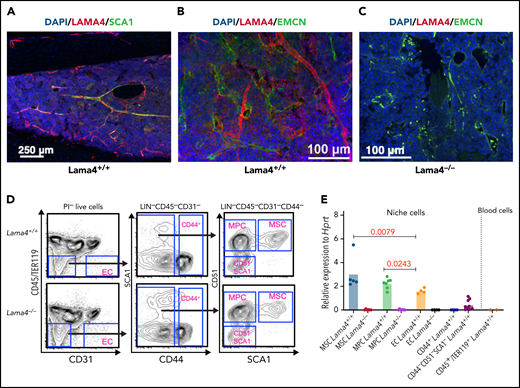 LAMA4 is expressed in vascular and mesenchymal cells of adult mouse BM. Representative confocal image of immunofluorescence staining of LAMA4, SCA1, and endomucin (EMCN) in BM of adult mice at steady-state. (A,B) Colocalization of LAMA4 and SCA1(A) or EMCN (B) in BM of adult Lama4+/+ mouse femur. (C) LAMA4 staining in Lama4−/− mouse tibia shows specificity of LAMA4 staining. (D) Representative FACS profile for sorting mesenchymal stem cells (MSCs), mesenchymal progenitors (MPC), endothelial cells (ECs), and mature stromal cells (CD44+ and CD44−SCA1−CD51−) from adult Lama4+/+ and Lama4−/− mouse BM. (E) Q-PCR analysis of Lama4 mRNA expression in the Lama4+/+ and Lama4−/− stromal cells and CD45+TER119+ hematopoietic cells. Each dot represents the average values of triplicate measurements. The horizontal bars indicate the mean of the expression levels. The data are from 2 to 4 independent sorting experiments. The P values in the figure were determined by unpaired Student t test (MPCs vs ECs) or Mann-Whitney test (MSCs vs ECs).