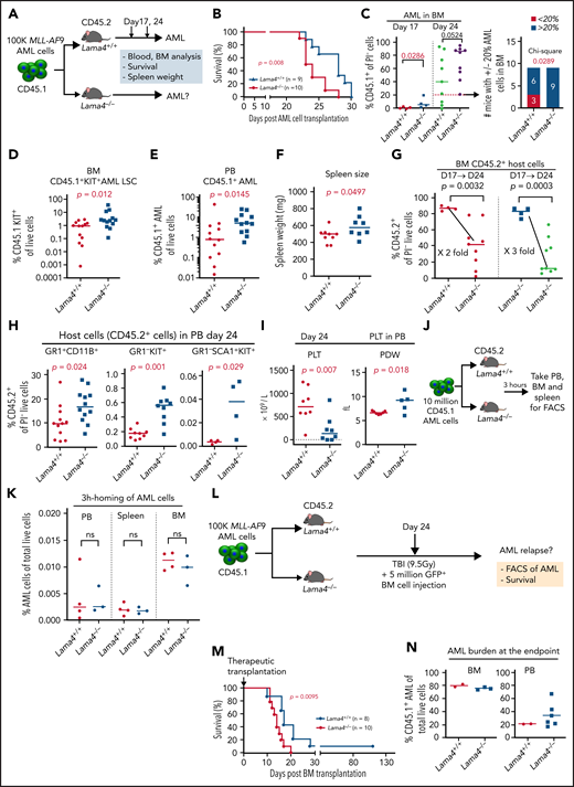 Deletion of Lama4 accelerates AML progression. (A) Experimental layout for inducing AML by transplanting MLL-AF9 AML cells in nonirradiated young adult mice. The primary MLL-AF9 AML cells expressing CD45.1 were injected via tail vein into the CD45.2+Lama4+/+ and Lama4−/− mice at the dose of 100 000 cells per mouse. AML was monitored by blood cell counting using Sysmex, AML engraftment analysis by FACS, and spleen weight. (B) The survival rate of the Lama4+/+- and Lama4−/−-recipient mice after AML cell injection. The mice were found dead or moribund mice were terminated due to ethical reasons. (C) AML burden in Lama4+/+ and Lama4−/− mouse BM post-AML cell injection. The data shown are the percent of CD45.1+ cells of total live cells in BM (left) and the proportion of the mice with less or more than 20% AML cells in BM (right). The difference between the 2 groups on the right panel was determined by χ-square test. (D) The frequency of AML-initiating stem cells (LSCs) in Lama4+/+ and Lama4−/− mouse BM at 24 days post-AML cell injection. The LSCs were determined by the percent of KIT+CD45+ cells in the mouse BM by FACS. (E) The frequency of circulating AML cells in Lama4+/+ and Lama4−/− mouse PB at day 24 post-AML injection. (F) Spleen weight of Lama4+/+ and Lama4−/− AML mice at day 24 post-AML injection. (G) The residual host-derived CD45.2+ cells in BM at day 17 and 24 post-AML cell injection. (H) The residual host CD45.2+ cells in PB at day 24 post-AML transplantation. (I) Platelet (PLT) counts and PDW in Lama4+/+ and Lama4−/− mouse PB at 24 days after AML injection. (J) Experimental layout for assessing homing of the AML cells into Lama4+/+ and Lama4−/− mice 3 hours after transplantation. CD45.1+ AML cells (10 million per mouse) were transplanted into the mice via tail vein injection without prior irradiation. Blood, femurs, and spleen of the recipients were harvested 3 hours after transplantation, and homing of donor CD45.1+ AML cells were examined by FACS based on CD45.1 expression. (K) The frequencies of the AML cells in total nucleated cells in the recipient PB, BM, and spleen. The statistical difference was determined by an unpaired parametric Student t test. The horizontal bars represent mean values. Each dot represents the individual recipient mouse. (L) Experimental design for assessing AML relapse after transplantation of normal BM cells. The Lama4+/+ and Lama4−/− mice were first injected with 100 000 AML cells. On day 24 post-AML cell injection, the recipient mice were subjected to total body irradiation (TBI) followed by transplantation of 5 million normal BM MNCs. The AML relapse was then monitored by FACS of the AML burden in PB and BM. (M) The survival rate of the Lama4+/+ and Lama4−/− AML mice after BM transplantation. The mice were found dead or sacrificed because of a moribund state due to the fast AML relapse. (N) Percentages of AML cells in BM and PB of Lama4+/+ and Lama4−/− mice post-AML relapse. The analysis was done at the endpoint when the mice were moribund. The data were from 2 to 3 independent experiments. Each dot represents the data from 1 mouse. The horizontal bars are median values. The P values were determined by the Mann-Whitney U test. See also in supplemental Figures 4-6.