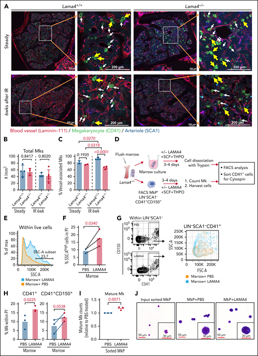 Reduced megakaryocyte (Mk)-vessel interactions in adult Lama4−/− mouse BM and the effect of LAMA4 protein on Mk maturation. (A) Confocal images showing fluorescence staining of Mks and blood vessels in Lama4+/+ and Lama4−/− femur sections 6 weeks (6wk) after the irradiation (IR). The enlarged images show the MKs (CD41+) associated with vessels stained by pan-laminin antibody (laminin-111), and arterioles were stained with SCA1. Mks were identified by CD41 staining. The yellow arrows point to Mks that are not adjacent to vessels, and white arrows point to Mks associated with vessels. (B-C) The total number (B) and vessel-associated Mks (C) in Lama4+/+ and Lama4−/− femurs at steady-state and 6 weeks after IR. Each dot represents the average value of 2 measurements from 2 bone sections from 1 sample. The Mks in 2 different microscopic areas (metaphysis and diaphysis) in each section were counted and calculated. The horizontal bars represent mean ± SD. Data were from 3 to 4 mice of each genotype. The P values were determined by unpaired parametric t test. (D) Experimental setup for assessing the impact of recombinant LAMA4 protein for Mk maturation in in vitro culture. Lama4−/− marrow from femurs and sorted MkP (LIN−SCA1−CD41+CD150+) were cultured with LAMA4 proteins or vehicle (PBS) for 4 days in the presence of SCF and THPO. Mk-counting and FACS were performed on day 3 and day 4, respectively. (E) Representative histograms showing size distribution (FSC-A) of total live cells from Lama4−/− marrow cultured with LAMA4 proteins or PBS. (F) The percent of cells with high intensity of SSC-A after stimulation with LAMA4 proteins or PBS. The cells were first gated from PI−LIN− cells. (G) Representative FACS profiles showing gating of total CD41+ cells from Lama4−/− marrow cultured with LAMA4 proteins or PBS (left) and histograms showing the cell size distribution indicated by the intensity of FSC-A (right). (H) The percent of CD41+ and CD41+CD150+ cells from the marrow after culture with LAMA4 proteins or PBS. The cells were first gated from PI−LIN−SCA1− cells. (I) Normalized mature Mk counts 3 days after culture with LAMA4 or PBS. The numbers of Mks counted in each experiment were normalized to that in PBS-treated culture due to variations among independent experiments. (J) May Grunwald-Giemsa staining showing the morphology of CD41+ Mks sorted from the cultures on day 4. The data in D-J were from 3 independent experiments with 3 Lama4−/− mice (2 female and 1 male). See also supplemental Figure 7