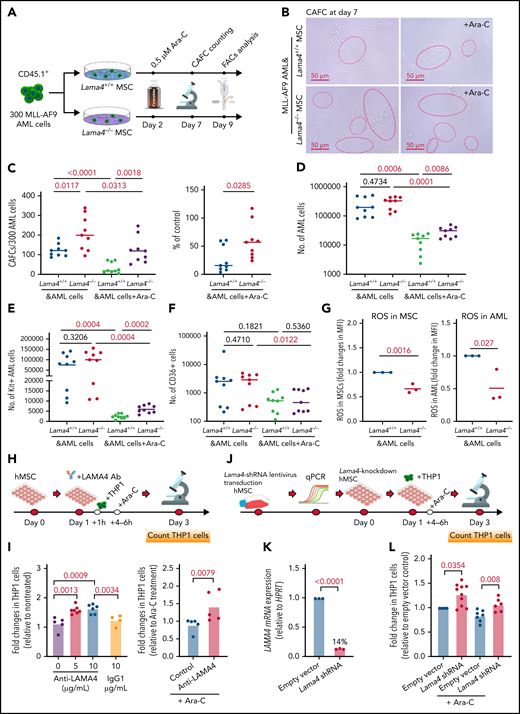 Lama4-deficient MSCs promote AML cell proliferation and chemoresistance in vitro. (A) Experimental layout for assessing AML LSCs by cobblestone area-forming cell (CAFC) assay using Lama4+/+ and Lama4−/− BM MSCs. The expanded BM MSCs were seeded 24 hours before plating 150 to 300 MLL-AF9 AML cells. Cytarabine (Ara-C) was added to reach a final concentration of 0.5 μM 2 days after the initiation of the coculture to allow for maximal cell-cell adhesion and migration. The CAFCs were counted on day 7 and collected on day10 for FACS analysis. (B) Representative image of CAFCs from AML cells after coculture with the MSCs. (C) The number of CAFCs generated from the AML cells after coculture with the MSCs in the presence or absence of Ara-C (left) and the reduction of CAFCs after Ara-C treatment (right). The reduction was shown as a percent of the corresponding control cultures without Ara-C. (D) The total number of AML cells in the cultures with MSCs. (E) The number of AML LSCs (KIT+ cells) in the cocultures. (F) The number of chemoresistant AML LSCs (CD36+) in the cocultures. The data shown are from 3 independent experiments, and horizontal bars show median values. The P values shown in the panels were determined by an unpaired Student t test. (G) ROS levels were detected by FACS in the MSCs (left) and AML cells (right) on days 7 to 10 in the coculture. The data shown are fold changes in ROS MFI relative to that in the control culture with Lama4+/+ MSCs, and from 3 independent experiments. Each dot indicates the average value of triplicate measurement in each experiment. The P values shown in the panels were determined by an unpaired Student t test. (H) Experimental layout for testing the impact of LAMA4 on patient-derived AML cell proliferation and drug response using antibody inhibition. The monoclonal antibody against human LAMA4 was used to neutralize LAMA4 in human BM MSCs in the coculture with human AML cells (THP1). The antibodies were added 1 hour prior to seeding THP1 cells to achieve LAMA4 neutralization in the MSCs. Ara-C was added at 4 to 6 hours postseeding THP1 cells to allow efficient interactions of the cells with the MSCs. (I) Fold changes in THP1 cell counts after anti-LAMA4 antibody treatment (left) and in combination with Ara-C (right). (J) Experimental design for testing the impact of LAMA4 on human AML cell proliferation and drug response using LAMA4 knockdown strategy. LAMA4 knockdown in human MSCs was generated by lentiviral LAMA4 shRNA transduction. The selected LAMA4 knockdown MSCs were then used for coculture with THP1 cells with or without Ara-C. (K) LAMA4 mRNA expression was reduced in the human MSCs by lentiviral shRNA directed against LAMA4. (L) Fold changes in THP1 cell counts in the coculture with LAMA4 knockdown MSCs and the scrambled controls.