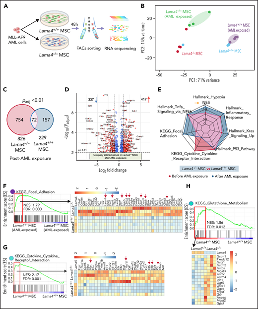 Molecular remodeling of Lama4+/+ and Lama4−/− MSCs post-AML exposure. BM MSCs initially sorted from 3 to 4 month-old Lama4+/+ and Lama4−/− mice were sorted for RNA sequencing 48 hours post coculture with MLL-AF9 AML cells. Data are from 3 independent experiments. (A) Experimental setup. (B) PCA plot of Lama4+/+ and Lama4−/− MSCs with or without being exposed to the AML cells. (C) Venn diagram summarizing differentially expressed genes in Lama4+/+ and Lama4−/− MSCs after being exposed to the AML cells. (D) Volcano plot showing uniquely altered genes in Lama4−/− MSCs after AML exposure. Data shown are padj vs Log2(FC) of each gene tested between Lama4−/− and Lama4+/+ MSCs from RNA sequencing data. (E) Radar plot showing selected gene sets highly enriched in Lama4−/− MSCs in comparison with Lama4+/+ MSCs, before (green) and after (purple) AML exposure. (F-H) GSEA plots showing enrichment of genes related to focal adhesion (F), cytokine-receptor interaction (G), and glutathione metabolism (H) in Lama4−/− MSCs relative to Lama4+/+ MSCs post-AML exposure and the heatmap of genes in the leading edge (red frame). FDR-q value (adjusted P value). NES, normalized enrichment scores. (I) Gene expression of the selected cytokines and growth factors in Lama4−/− MSCs compared with Lama4+/+ MSCs before and after AML exposure. The data are extracted from RNA-sequencing analysis. The P values in the panels were determined by unpaired 1-tailed or 2-tailed parametric Student t test depending on the data distribution. (J) Gene expression in the AML cells cocultured with Lama4+/+ or Lama4−/− MSCs. The data are extracted from RNA-sequencing analysis. The top panels show the expression of cell proliferation-related genes, and the lower panel is the GSEA plot showing the downregulation of genes related to arachidonic acid metabolism. The P values in the panels were determined by unpaired 1-tailed parametric Student t test.