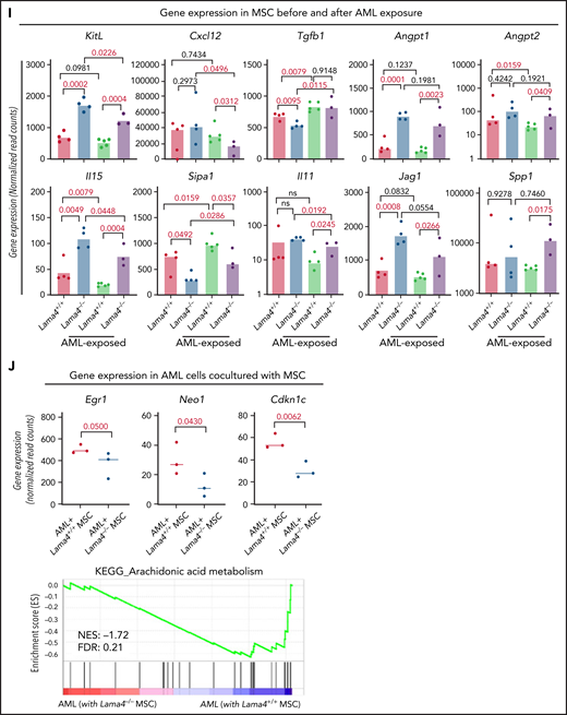 Molecular remodeling of Lama4+/+ and Lama4−/− MSCs post-AML exposure. BM MSCs initially sorted from 3 to 4 month-old Lama4+/+ and Lama4−/− mice were sorted for RNA sequencing 48 hours post coculture with MLL-AF9 AML cells. Data are from 3 independent experiments. (A) Experimental setup. (B) PCA plot of Lama4+/+ and Lama4−/− MSCs with or without being exposed to the AML cells. (C) Venn diagram summarizing differentially expressed genes in Lama4+/+ and Lama4−/− MSCs after being exposed to the AML cells. (D) Volcano plot showing uniquely altered genes in Lama4−/− MSCs after AML exposure. Data shown are padj vs Log2(FC) of each gene tested between Lama4−/− and Lama4+/+ MSCs from RNA sequencing data. (E) Radar plot showing selected gene sets highly enriched in Lama4−/− MSCs in comparison with Lama4+/+ MSCs, before (green) and after (purple) AML exposure. (F-H) GSEA plots showing enrichment of genes related to focal adhesion (F), cytokine-receptor interaction (G), and glutathione metabolism (H) in Lama4−/− MSCs relative to Lama4+/+ MSCs post-AML exposure and the heatmap of genes in the leading edge (red frame). FDR-q value (adjusted P value). NES, normalized enrichment scores. (I) Gene expression of the selected cytokines and growth factors in Lama4−/− MSCs compared with Lama4+/+ MSCs before and after AML exposure. The data are extracted from RNA-sequencing analysis. The P values in the panels were determined by unpaired 1-tailed or 2-tailed parametric Student t test depending on the data distribution. (J) Gene expression in the AML cells cocultured with Lama4+/+ or Lama4−/− MSCs. The data are extracted from RNA-sequencing analysis. The top panels show the expression of cell proliferation-related genes, and the lower panel is the GSEA plot showing the downregulation of genes related to arachidonic acid metabolism. The P values in the panels were determined by unpaired 1-tailed parametric Student t test.
