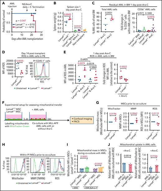 Lama4−/− niche confers AML cell chemoresistance to Ara-C via modulating ROS levels associated with increased mitochondrial transfer from MSCs to AML cells. (A) AML onset and survival of Lama4+/+ and Lama4−/− mice following injection of DsRed-expressing MLL-AF9+ cells. The mice were irradiated with 6 Gy prior to the AML cell injection. The AML engraftment in PB was analyzed by FACS 14 days after AML cell injection. The mice were then injected with normal saline (NS) or Ara-C for 5 days starting at day 15. (B) Spleen size in Lama4+/+ and Lama4−/− mice 1 to 3 days post-Ara-C or NS treatment. (C) The frequency of residual total AML cells (left) and enrichment of chemoresistant CD36+ AML cells (right) in Lama4+/+ and Lama4−/− mouse BM at 1 day after the last injection of Ara-C. The percent of CD36+ cells were presented as fold changes relative to the average percent of the cells in NS-treated mice. (D) ROS levels in the AML cells from Lama4+/+- and Lama4−/−-recipient PB at 14 days post-AML cell injection. The left panel shows MFI of ROS in the AML cells, and the right panel is representative FACS histograms of ROS levels. (E) ROS levels in the AML cells from Lama4+/+- and Lama4−/−-recipient BM at 1-day post-Ara-C treatment. The data shown are the MFIs of ROS (left) and fold changes (right) in ROS levels in the AML cells post-Ara-C treatment relative to the mean values in NS-treated mice in each experiment. (F) Experimental setup for testing mitochondrial transfer from MSCs to AML cells. The MLL-AF9+ AML cells were cocultured with Lama4+/+ and Lama4−/− MSCs prelabeled with MitoTracker green. The MSC-derived mitochondria were analyzed for the MFI of MitoTracker in AML cells at 24 hours postcoculture by FACS and confocal microscopy. (G) Simultaneous detection of ROS, mitochondrial mass (Mitotracker+), and mitochondrial membrane potential (MMP) Tetramethylrhodamine methyl ester perchlorate (TMRM)+ in Lama4+/+ and Lama4−/− MSCs prior to the cocultures. (H) Representative FACS histograms showing MFIs of MitoTracker, TMRM, and ROS in the MSCs prior to the cocultures. (I) Increased mitochondrial mass in Lama4−/− MSCs cocultured with AML cells. Data shown are fold changes in MitoTracker MFI in Lama4−/− MSCs compared with that in Lama4+/+ MSCs. (J) Mitochondrial transfer from BM MSCs to AML cells in the cocultures with and without Ara-C treatment. Data shown are relative MitoTracker MFI in the AML cells cocultured with Lama4−/− MSCs to that with Lama4+/+ MSCs. (K) Representative FACS profiles showing mitoTracker+ AML cells 24 hours postcoculture with Lama4+/+ and Lama4−/− MSCs. (L) Confocal images showing MSC-derived mitochondria (green) in the AML cells at 24 hours postcoculture. The data shown are from 2 to 4 independent experiments, and horizontal bars show median values. The P values shown in the panels were determined by 2-tailed or 1-tailed unpaired Student t test. See also in supplemental Figure 10-11.