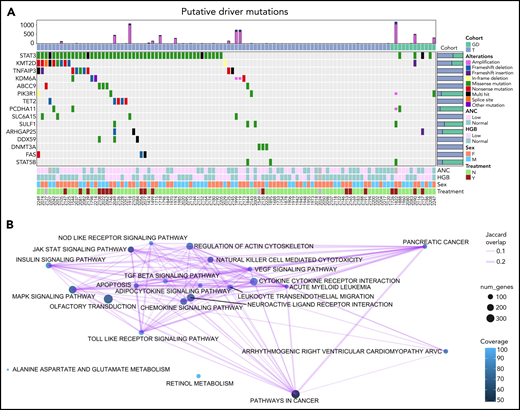 Oncoplot of putative drivers in LGL leukemia. (A) Seven different driver analysis tools identified 15 gene variants with putative driver roles present in at least 3 LGL leukemia samples. Each row represents 1 of the 15 putative drivers, whereas the columns represent individual patients. LGL disease cohorts are color coded at the top. Type of alteration in putative driver genes is indicated by the colored boxes, which are defined under “Alterations,” and gray indicates WT. The top bar graph shows the number of amplification and deletion events. Right bar graph shows the distribution of variants for a given gene across the 2 LGL cohorts. Bottom annotations represent clinical phenotypes of individual patients, with color definitions found in the rightmost annotation. ANC values above 1.5k/µl and HGB values above 12 are annotated as “Normal,” and anything below is “Low.” Treatment indicates if patients were on LGL treatment (methotrexate, cyclophosphamide, or cyclosporine) at the time of sample acquisition. Unknown values are colored in gray. (B) Kyoto Encyclopedia of Genes and Genomes pathway analysis of somatic mutations observed in the cohort using SLAPenrich. The size of the nodes represents the number of genes in the cohort observed in the pathway. The color of the nodes represents the percent of those genes that uniquely belong in each pathway. The thickness of the edges represents the Jaccard index between the nodes.