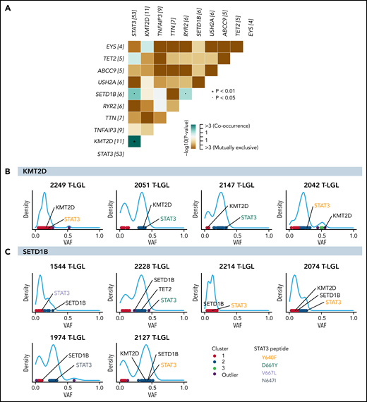Significant co-occurrence of STAT3 with KMT2D or SETD1B mutations. (A) Comutation plot of all nonsilent mutations observed in the 105-patient LGL leukemia cohort. Numbers in brackets after gene names represent the number of mutations in this gene in the cohort. Significant pairs of genes were detected by pairwise Fisher’s exact test. (B-C) VAF density plots were used to infer clones or “clusters.” Each dot represents individual somatic variants observed in a given patient. The color of the dots represents inferred clusters. Colored annotations indicate different types of STAT3 mutations. (B) Four representative KMT2D VAF density plots. The first 2 demonstrate inclusion of both STAT3 and KMT2D in the same predicted clone. The following 2 plots demonstrate 2 mutations associating with 2 different clones. (C) VAF density plot of all patients harboring SETD1B mutations in the cohort.