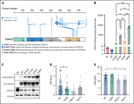 Novel activating STAT3 mutations in the coiled-coil domain and clinical phenotype of patients harboring specific STAT3 somatic mutations. (A) Lollipop plot of STAT3 somatic mutations detected in the 105-patient LGL leukemia cohort. Annotations for individual domains are described at the bottom. (B) STAT3 expression vectors, Q160P, L287F, D170Y, and Y640F as well as empty vector and WT STAT3 were transfected into HEK293 cells along with STAT3 luciferase reporter. Shown is a quantification of the relative ratio between firefly STAT3 responsive element against cytomegalovirus-controlled renilla luciferase. Two independent experiments were performed. Shown is 1 representative experiment. (C) Western blot of phospho-Y705 STAT3, total STAT3, mCherry, and vinculin from parallel whole-cell lysates obtained from transfection of empty vector, WT, and mutant STAT3 constructs as in panel B. Two independent experiments were performed. Shown is 1 representative experiment. (D-E) Plots of hematologic parameters ANC and HGB segregated by STAT3 WT, Y640F, D661Y, and N647I mutations. This includes 5 additional patients with N647I mutations identified using Sanger sequencing outside of the original 105-patient cohort. For panel D, Dunnett’s test with WT as a comparison control, P = .045, P = .059, and P = .853 for Y640F, D661Y, and N647I mutations, respectively. For panel E, Dunnett’s test with WT as a comparison control, P = .999, P = .074, and P = .047 for Y640F, D661Y, and N647I mutations, respectively. P values are indicated as follows: *P < .05; **P < .01; ***P < .001.