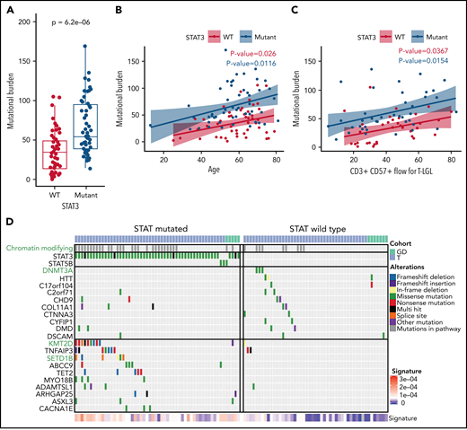 Increased mutational burden in STAT3-mutated patients. (A) Boxplot of nonsilent mutational burden comparing STAT3 WT against mutant patients. P value from Wilcoxon t test. (B) Plot of the mutational burden against age for WT and mutant STAT3 patients with linear regression and colored annotation representing STAT3 mutation status. (C) Plot of mutation burden against CD3+ CD57+ fraction for T-LGL patients with linear regression and colored annotation representing STAT3 mutation status. (D) Top recurrent somatic mutations observed in STAT-mutated and WT groups. The left oncoplot shows patients with STAT3 or STAT5B mutations (n = 56), and the right oncoplot shows STAT WT (n = 49) patients. The top annotation indicates the LGL subtype. Patients with mutations in the chromatin-modifying enzyme gene list (supplemental Table 9) are annotated in the second row in gray. Three chromatin-modifying genes are highlighted in green font. The 10 genes that are most frequently mutated in WT patients are shown in the top half, followed by the 10 genes most frequently mutated in STAT3- and STAT5B-mutated patients in the bottom half. Annotation of “Alterations” indicates the type of mutation affecting the gene. SBS1 signature explains the degree of intensity of the COSMIC SBS1 signature present for each patient.