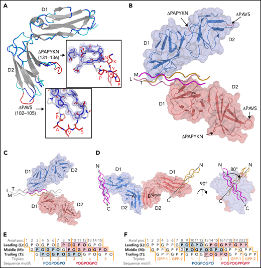 Crystal structures of GPVI mutant ΔPAVS-ΔPAPYKN and GPVI collagen peptide complexes. (A) Superimposition of the crystal structures of loop truncation mutant ΔPAVS-ΔPAPYKN (dark blue loops) and previously solved WT GPVI ectodomain (PDB-ID: 2GI7; light blue loops)27 showing significant conformational differences limited to the region around the truncated loops (red) in its D2 domain. The insets show an overlay of the WT loops (red) and the mutant loops (blue) in sticks representation, together with the 2Fo-Fc electron density map of the mutant (blue, 1.2σ contour level). See also supplemental Figures 1 and 2. (B) Crystal structure of the GPVI-(GPO)5 complex showing two GPVI molecules in cartoon and surface representations that bind the collagen peptide with their D1 domains. Chains of the collagen triple helix are shown in pink (leading; L), magenta (middle; M), and orange (trailing; T). Molecule A (blue) binds the M + T combination of chains; molecule B (salmon) binds the L + M chain combination. Also indicated (red) are the truncated D2 loops that are situated outside the region involved in collagen binding. See also supplemental Figure 3. (C) Crystal structure of the GPVI-(GPO)3 complex showing the same molecular arrangement as observed in crystals of the GPVI-(GPO)5 complex, but with shifted collagen chain stagger, such that the GPVI molecules bind the L + M and T + L combinations of chains, respectively. The two generic GPP repeats at either end of the (GPO)3 peptide are shown in white sticks. See also supplemental Figure 5. (D) Back-to-back D2–D2 interactions between two symmetry-related GPVI-(GPO)5 complexes. The interhelix angle of about 80° is incompatible with a parallel helix orientation as in collagen fibrils,34 and the back-to-back dimer is therefore not expected to be of functional relevance for in vivo binding to fibrillar collagen. See also supplemental Figure 4. (E-F) Schematic representation of the GPVI contact sites on the (GPO)5 (E) and (GPO)3 (F) peptides, also illustrating collagen chain stagger and GPO triplets. Collagen residues located within 4.5 Å of the first (blue) and second (salmon) GPVI molecule are highlighted, and the corresponding sequence motifs are depicted below the figure. Three out of 4 sites are formed by a POGPOGPO sequence; the fourth, the second site on (GPO)3, overlaps the generic C-terminal (GPP)2 extension of the peptide and is formed by the longer POGPOGPPGPP sequence due to the collagen chain stagger of the T + L chain combination.