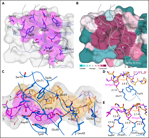 The GPVI collagen-binding interface. (A) Surface representation of the GPVI collagen-binding site (magenta) with residues situated within 4.5 Å of collagen peptide (GPO)5 shown in sticks representation and β-strand labeled in green. (B) Representation of conservation within the GPVI family using ConSurf52 coloring illustrates strict conservation of six central and more variability in five surrounding residues in the collagen-binding site. (C) The GPVI-(GPO)5 interface showing hydrogen bonding interactions and salt bridges (dashed lines) and intermolecular carbon–carbon distances within 4.5 Å (thin solid lines). (GPO)5 residues in the leading (pink), middle (magenta), and trailing (orange) chain are shown in sticks representations and labeled by a sequence number (gray). Also displayed is the (GPO)5 surface, highlighting regions within 4.5 Å of GPVI by coloring according to the nearest chain. GPVI residues in the interface are shown as main chain ribbons and sidechain sticks (blue) and labeled by residue (black). (D-E) Detailed views of the hydrogen bonding interactions between (GPO)5 and GPVI residues Gln71 and Trp76 (D) and Arg38, Glu40, and Arg67 (E). Hydrogen bonds and salt bridges are indicated by dashed lines.