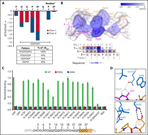 Binding pattern analysis of (GPO)5, (GPO)3, and Toolkit-peptide III-30. (A) Graph showing the relative contribution to GPVI binding energy by collagen–peptide residues calculated using the FoldX SequenceDetail function as in the supplemental Methods.36 Binding energy values were averaged for residues occupying equivalent positions in the 4 crystallographically resolved complexes; values for individual complexes are provided in supplemental Figure 7A-D; collagen residue numbering here conforms to Figure 2C. The inset table lists cumulative binding energies for different length sequence patterns and shown as percentage of the total energy. §Exists as Pro instead of Hyp in the second chain of the carboxy-terminal binding site of (GPO)3. (B) Surface rendering of (GPO)5 (top panel) and schematic representation of the chain stagger (bottom panel) displaying the calculated binding energy contributions per residue from panel A on a blue–white color scale. (C) Binding of WT GPVI-Fc (green) and control mutants R38A (red) and E40A (blue) to alanine-scanned variants of Toolkit peptide III-30 and control peptides III-30, CRP, (GPP)10, and bovine serum albumin (BSA). For easy reference, the amino acid sequence of III-30 is shown below, highlighting the presence of an OGPOGP motif (orange) and two AGPOGP motifs (underlined). Data measured as A450 is normalized to binding of WT GPVI to CRP. All data points represent the mean ± SD of at least three independent experiments. See also supplemental Figure 11. (D) Modeled binding of GPVI to the 9-AGPOGP-14 region of III-30. Relative to the (GPO)5 and (GPO)3 complexes, Ala instead of Hyp at position 9 disrupts interactions with GPVI Gln71 and Leu36 (left panel), whereas Glu instead of Hyp at position 15 just outside the motif enables the formation of an additional hydrogen bond to Gln82 (right panel). The predicted differences in interactions are in line with the divergent effect of GPVI mutations Gln71Ala, Leu36Ala, and Gln82Ala on binding to CRP and III-30 (see Figure 3A-C).