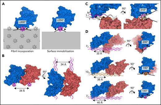 GPVI binding to fibrillar collagen requires a large distance between receptor molecules. (A) Schematic representations of GPVI binding (blue) to a triple helix (magenta) embedded in a collagen fibril (left panel) or immobilized onto a flat surface (right panel), illustrating that the circumferential angular range available for GPVI binding is about 200° and 250°, respectively. Additional GPVI molecules, covering about 160°, therefore need to bind at the same side of a helix or parallel helix. Triple-helical packing displayed in the left panel was taken from the in situ structure of collagen I, which exhibits a parallel helix packing leading to surface exposure of identical binding sites on parallel helices.34 (B) Perpendicular views of two GPVI molecules (blue and salmon) binding to identical sites on parallel helices (magenta) with minimum 34 Å spacing, showing its bent shape and oblique orientation with respect to the collagen helix preclude binding to closer-spaced helices. (C) Perpendicular views of the two GPVI molecules (blue and salmon) bound to (GPO)5 as observed in our crystal structure. A short center-to-center distance of only 16 Å (left panel) is accompanied by a large circumferential coverage of about 310° (right panel), which is not feasible if the helix is incorporated in the fibril or immobilized on a surface. See also supplemental Figure 9. (D) Perpendicular views of putative arrangements of two GPVI molecules (blue and salmon) bound to a triple helix in a 72 (top and bottom, magenta) or 103 (middle, orange) conformation. Their circumferential coverage angles are within the maximum value of 200° available for binding to fibrillar collagen; their center-to-center distance ranges from 32 to 40 Å, at least twofold larger than the distance observed in crystal structures. See also supplemental Figure 10 and supplemental Methods for details about modeling.