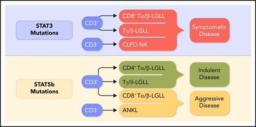 The current status of relationships between STAT mutations and clinical features according to recently published studies.3,5,6,8 Y640F and D661Y are the most frequent STAT3 genetic lesions. For the STAT5b gene, the most common mutations are N642H and Y665F, which are largely found in the SH2 domain. Other less frequent point mutations and insertion or deletions have been found, including the hotspot PIK3R1 mutations and the recurrent mutations in the death domain of FAS, as reported by Cheon et al. The resulting constitutive activation of STAT3 and STAT5b genes translates both into global hypermethylation and into the upregulation of expression of genes that are required for cytokine signaling, cell proliferation, and survival, such as c-Myc, cyclins D1 and D2, Bcl-xl, and Mcl1. Despite the high incidence of STAT genetic lesions, other recurrently mutated genes have been found, including TNFAIP3 and, less frequently, BCL11B, FLT3, and PTPN23 in T-LGLL. Professional illustration by Somersault18:24.