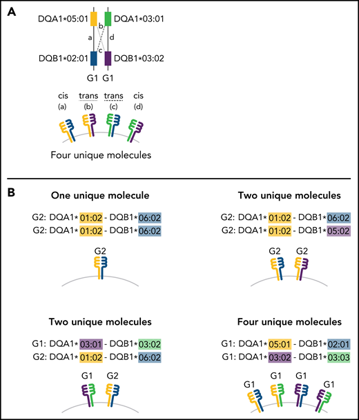 Schema for HLA-DQ heterodimers. (A) HLA-DQ molecules are heterodimers composed of an α-chain protein encoded by the HLA-DQA1 allele and a β-chain protein encoded by the HLA-DQB1 allele that are coinherited on the same parental haplotype (a and d cis heterodimers). Cis encoded parental DQA1-DQB1 haplotypes define the genotype of the individual: G1G1, G1G2, and G2G2. In addition to cis heterodimer molecules, trans-heterodimer molecules (b and c) are formed by the α-chain from 1 parent with the β chain of the other parent. Stable trans-dimerization occurs between G1α (DQA1*02/03/04/05/06) and G1β (DQB1*02/03/04) and between G2α (DQA1*01) and G2β (DQB1*05/06) but not between G1α and G2β or G2α and G1β. (B) Individuals may encode up to 4 unique HLA-DQ molecules depending on DQA1-DQB1 homozygosity and G1G1, G1G2, and G2G2 genotype. G1G1 and G2G2 individuals can form trans-dimers between the DQα from 1 haplotype with the DQβ of the opposing haplotype, generating up to 4 unique molecules. Trans-dimerization cannot occur between G1α and G2β or between G2α and G1β chains; hence, G1G2 individuals have 2 unique molecules each defined by the cis-encoded parental DQA1-DQB1 haplotypes. (C) The classic paradigm for HLA-DQB1 exon 2 allele matching (left) is based on donor compatibility for amino acid residues of the parentally inherited β chains. HLA-DQB1 exon 2 matching does not interrogate HLA-DQA1 (gray) and current donor selection criteria do not include HLA-DQA1. The heterodimer model (right) incorporates sequence information from the α-chain product of DQA1 and the β-chain product of DQB1. The heterodimer paradigm describes the total number of unique molecules, the number of mismatched molecules, and the specific α- and β-protein sequences of a given molecule. (D) Transplantation from donors with 1 HLA-DQB1 allele mismatch may result in 1, 2, or 3 mismatched HLA-DQ molecules in the patient depending on homozygosity of HLA-DQA1 and DQB1 alleles in the patient and the donor and G1G1, G1G2, and G2G2 genotype. The mismatch is denoted in red.