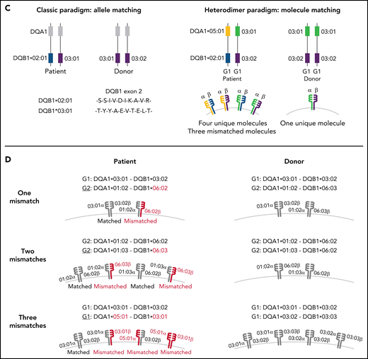 Schema for HLA-DQ heterodimers. (A) HLA-DQ molecules are heterodimers composed of an α-chain protein encoded by the HLA-DQA1 allele and a β-chain protein encoded by the HLA-DQB1 allele that are coinherited on the same parental haplotype (a and d cis heterodimers). Cis encoded parental DQA1-DQB1 haplotypes define the genotype of the individual: G1G1, G1G2, and G2G2. In addition to cis heterodimer molecules, trans-heterodimer molecules (b and c) are formed by the α-chain from 1 parent with the β chain of the other parent. Stable trans-dimerization occurs between G1α (DQA1*02/03/04/05/06) and G1β (DQB1*02/03/04) and between G2α (DQA1*01) and G2β (DQB1*05/06) but not between G1α and G2β or G2α and G1β. (B) Individuals may encode up to 4 unique HLA-DQ molecules depending on DQA1-DQB1 homozygosity and G1G1, G1G2, and G2G2 genotype. G1G1 and G2G2 individuals can form trans-dimers between the DQα from 1 haplotype with the DQβ of the opposing haplotype, generating up to 4 unique molecules. Trans-dimerization cannot occur between G1α and G2β or between G2α and G1β chains; hence, G1G2 individuals have 2 unique molecules each defined by the cis-encoded parental DQA1-DQB1 haplotypes. (C) The classic paradigm for HLA-DQB1 exon 2 allele matching (left) is based on donor compatibility for amino acid residues of the parentally inherited β chains. HLA-DQB1 exon 2 matching does not interrogate HLA-DQA1 (gray) and current donor selection criteria do not include HLA-DQA1. The heterodimer model (right) incorporates sequence information from the α-chain product of DQA1 and the β-chain product of DQB1. The heterodimer paradigm describes the total number of unique molecules, the number of mismatched molecules, and the specific α- and β-protein sequences of a given molecule. (D) Transplantation from donors with 1 HLA-DQB1 allele mismatch may result in 1, 2, or 3 mismatched HLA-DQ molecules in the patient depending on homozygosity of HLA-DQA1 and DQB1 alleles in the patient and the donor and G1G1, G1G2, and G2G2 genotype. The mismatch is denoted in red.