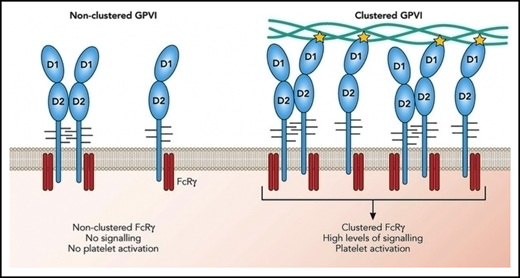 GPVI activation requires receptor clustering but not dimerization. On resting platelets, GPVI monomers (shown in blue) are present on the platelet surface co-expressed with the FcRγ chain (red). A limited proportion of GPVI is present as dimers. GPVI clustering along a collagen fiber increases the local concentration of the FcRγ chain resulting in amplified signaling events leading to platelet activation. The role of dimerization is to further increase the concentration of FcRγ. The yellow star represents an interaction with collagen and highlights that only 1 GPVI within a dimer can interact with collagen. Professional illustration by Patrick Lane, ScEYEnce Studios.