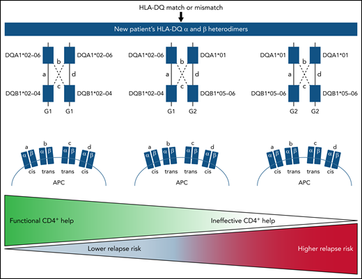 Proposed findings for the heritance pattern and clinical implication of a patient’s HLA-DQ genotype in hematopoietic cell transplantation. APC, antigen-presenting cell.