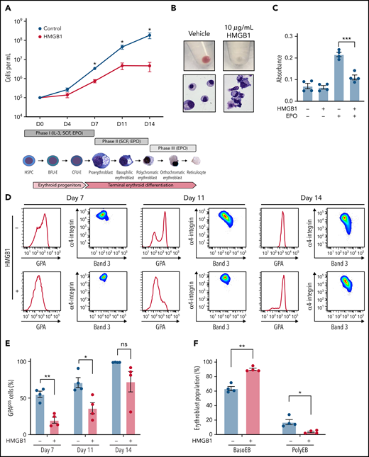 HMGB1 alters the growth and differentiation of erythroid precursors. (A) CB-derived CD34+ HSPCs were differentiated to enucleated reticulocytes using a 3-phase liquid culture system (ii) in the presence or absence of 10 μg/mL HMGB1. Erythroid cell growth measured at indicated days of differentiation (i). (B) Cell pellets demonstrating the extent of hemoglobinization (i) and cytospins showing cell morphology and level of differentiation (ii) at D14 of culture. (C) A 3-(4,5-dimethylthiazol-2-yl)-2,5-dimethyltetrazolium bromide assay on UT7-Epo cells after 72 hours in the presence of absence of HMGB1. (D) Representative flow cytogram of erythroid precursor maturation using GPA, α4-integrin, and band 3 surface expression at indicated days of culture. (E) Quantification of GPApos cells. (F) Quantification of erythroid precursor populations as a percentage of GPApos cells. Data represented as mean ± SEM. Unpaired, 2-tailed Student t test: *P < .05; **P < .01; ***P < .001; ns, not significant.