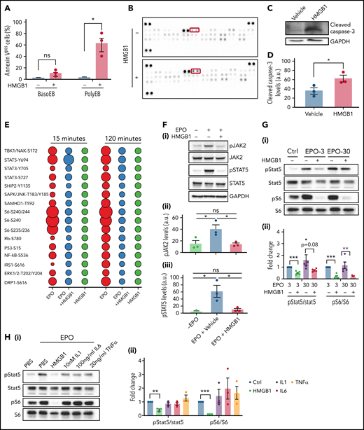 HMGB1 leads to death of erythroid precursors by inhibiting the EPO and mTOR signaling pathways. (A) Quantification of Annexin V staining in specific erythroid precursor populations by flow cytometry at D11 of differentiation. Data represented as mean ± SEM. Unpaired, 2-tailed Student t test: *P < .05; ns, not significant. (B) Apoptosis array performed on erythroid cells at D11. Cleaved casapse-3 is boxed. (C-D) Representative western blot of cleaved caspase-3 levels at D11 with accompanying quantification. Data represented as mean ± SEM. Unpaired, 2-tailed Student t test: *P < .05. (E) Bubble plot representation of EPO downstream effectors activation by phosphoflow cytometry. Human erythroid cells at D7 of differentiation were preincubated with HMGB1 and then pulsed with EPO for indicated times. (F) pJAK and pSTAT5 levels in HUDEP-2 cells preincubated with HMGB1 for 1 hour followed by a 4-hour pulse with EPO (i). Quantification of pJAK2 and pSTAT5 levels normalized to GAPDH (panels ii and iii). Data represented as mean ± SEM. One-way ANOVA with Tukey’s post hoc test: *P < .05; ns, not significant. (G) pSTAT5 and pS6 levels in CD34+ cells at D7 preincubated with HMGB1 for 1 hour followed by 30-minute pulse with 3 or 30 U/mL of EPO (i). Quantification of pSTAT5 and pS6 levels normalized to STAT5 and S6 (ii). (H) pSTAT5 and pS6 levels in CD34+ cells at D7 preincubated with 10 μg/mL HMGB1, 10 nM IL-1, 100 ng/mL IL-6, or 20 ng/mL TNF for 1 hour followed by 30-minute pulse with EPO (i). Quantification of pSTAT5 and pS6 levels normalized to STAT5 or S6 (ii). Data represented as mean ± SEM. One-way ANOVA with Tukey’s post hoc test: *P < .05; **P < .01; ***P < .001.