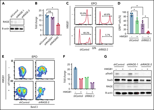Knocking down RAGE does not rescue the effects of HMGB1. (A) RAGE knockdown efficiency measured at D4. (B) Cell expansion of infected cells over 7 days of culture. (C-E) (C) Representative flow cytogram of erythroid precursor differentiation using GPA surface expression at D11 of culture. (D) Quantification of GPApos cells at D11 of culture. (E) Representative flow cytogram of terminal erythroid differentiation using α4-integrin, and band 3 surface expression at D11 of culture. (F) Cell expansion of shControl and shRage-2–infected cells treated with HMGB1 for 7 days. (G) RAGE and pSTAT5 levels in shControl and shRage-2–infected cells at D7 preincubated with HMGB1 for 1 hour followed by 30-minute pulse with EPO. *P < .05; ns, not significant.