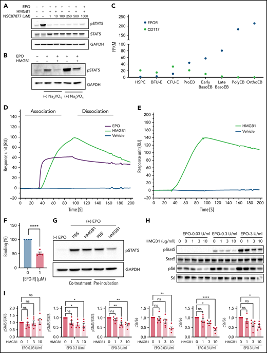 HMGB1 can interact with the extracellular domain of the erythropoietin receptor and EPO. (A) HUDEP-2 cells preincubated with HMGB1 ± increasing concentrations of NSC87877 followed by a 4-hour pulse of EPO. pSTAT5 levels measured by western blot. (B) HUDEP-2 cells were preincubated with HMGB1 ± sodium orthovanadate followed by a 4-hour pulse of EPO. pSTAT5 levels measured by western blot. (C) Transcriptome analysis of EPO-R and CD117 expression on sorted stages during human erythropoiesis adapted from Yan et al.18 (D) SPR analysis of EPO (purple line), vehicle (blue line), and HMGB1 (green line) binding to the extracellular domain of EPO-R. (E) SPR analysis of vehicle (blue line) and HMGB1 (green line) binding to EPO. (F) Quantification of HMGB1 binding to EPO in the presence or absence of EPO-R in the analyte as assessed by SPR. Data represented as mean ± SEM. Unpaired, 2-tailed Student t test: **P < .01. (G) HUDEP-2 cells were either preincubated with HMGB1 followed by a pulse of EPO or cotreated with HMGB1 and EPO. pSTAT5 levels following 1-hour pulse of EPO. (H) UT7-Epo cells were preincubated with increasing concentrations of HMGB1 followed by a 30-minute pulse of 0.03, 0.3, or 3 IU/mL EPO. pSTAT5 and pS6 levels measured by western blot. Quantification of pSTAT5 and pS6 levels normalized to STAT5 or S6. Data represented as mean ± SEM. One-way ANOVA with Tukey’s post hoc test: *P < .05; **P < .01; ****P < .0001.