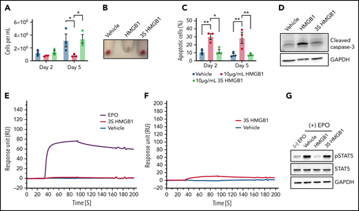 The 3 cysteine residues are important for HMGB1 function in erythropoiesis. (A-D) HUDEP-2 cells were treated with WT or mutated (3S) HMGB1. (A) Cell growth measured at indicated days of differentiation. (B) Cell pellets demonstrating the extent of hemoglobinization at D5. (C) Annexin V staining of HUDEP-2 cells at indicated days of culture. (D) Representative Western blot of cleaved caspase-3 levels at D5. (E) Surface plasmon resonance analysis of EPO (purple line), vehicle (blue line), and 3S HMGB1 (red line) binding to the extracellular domain of EPO-R. (F) Surface plasmon resonance analysis of vehicle (blue line) and 3S HMGB1 (red line) binding to EPO. (G) HUDEP-2 cells were preincubated with WT or 3S HMGB1 for 1 hour followed by a 4-hour pulse of EPO. pSTAT5 levels measured by western blot. Data presented as mean ± SEM. One-way ANOVA with Tukey’s post hoc test: *P < .05, **P < .01.