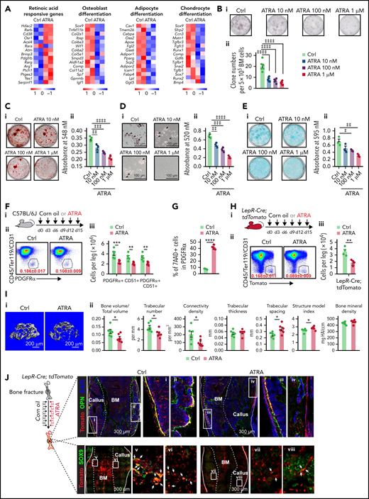 Retinoic acid impairs the clonogenicity and differentiation capacities of BMSCs. (A) Heatmap of gene expressions in control or ATRA-treated BMSCs. (B) Representative images (i) and quantification (ii) of CFU-F colonies formed by BMSCs pretreated with ATRA, as indicated; n = 6 biologically independent replicates. (C) Alizarin red S staining (i) and quantification (ii) in BMSCs after induced osteoblastic differentiation. The osteogenic medium was administrated with vehicle or ATRA, as indicated; n = 3 biologically independent replicates. (D) Oil red O staining (i) and quantification (ii) in BMSCs after induced adipogenic differentiation; n = 3 biologically independent replicates. (E) Alcian blue staining (i) and quantification (ii) in BMSCs after induced chondrogenic differentiation; n = 3 biologically independent replicates. (F) Outline of the experimental strategy (i). Representative fluorescence-activated cell sorter (FACS) plots (ii) and quantification (iii) of BMSCs from control or ATRA-treated mice; n = 5 mice per group. (G) Cell death of BMSCs treated with vehicle or ATRA for 48 hours; n = 4 biologically independent replicates. (H) Outline of the experimental strategy (i). Representative FACS plots (ii) and quantification (iii) of Lepr-Cre; tdTomato+ BMSCs from control or ATRA-treated LepR-Cre; tdTomato mice; n = 4 mice per group. (I) Representative images (i) and quantitative measurements of micro-CT analysis (ii) of femurs from control or ATRA-treated mice, as indicated; n = 6 mice per group. (J) Schematic of experimental strategy and fracture sites (left). Representative confocal z-stack projection montages from the callus at the fracture sites in control or ATRA-treated LepR-Cre; tdTomato mice, at 2 weeks after fracturing. The co-localization (yellow) of Tomato (red) and OPN (green) (right, top) as well as Tomato (red) and SOX9 (green) (right, bottom). Error bars indicated mean ± standard deviation (SD). Two-tailed Student t tests were used to assess statistical significance (F-I). *P < .05; **P < .01; ***P < .001. Repeated-measures 1-way (B-E) analysis of variance (ANOVA) followed by Dunnett’s test for multiple comparisons, ‡P < .05; ‡‡P < .01; ‡‡‡P < .001; ‡‡‡‡P < .0001.
