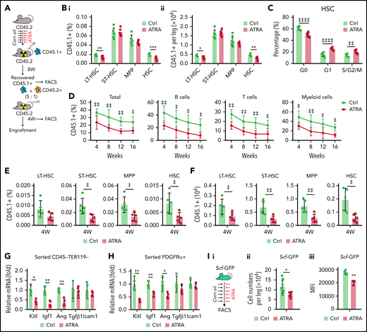Retinoic acid impairs the hematopoietic stem cell niche function of BMSCs. (A) Schematic of experimental design for in vivo HSC niche function after ATRA treatment. Wild-type CD45.2+ mice, pretreated with vehicle or ATRA, consecutively 6 times, were lethally irradiated and transplanted with 1 × 106 CD45.1+ BMNCs for recovery. After 8 weeks of recovery, 1 × 106 recovered CD45.1+ BMNCs were mixed with 2 × 105 fresh CD45.2+ BMNCs for competitive reconstitution analysis. (B-C) The percentage (i) and absolute numbers (ii) of CD45.1+ donor-derived hematopoietic stem and progenitor cells (HSPCs) (B) and cell cycle of engrafted CD45.1+HSCs (C) in the BM after an 8-week recovery in recipients pretreated with vehicle or ATRA, as indicated; n = 6 mice per group. (D) Engraftment analysis of total engrafted CD45.1+ donor cells (Total), B cells (B220+), T cells (CD3+), and myeloid cells (Gr1+Mac1+) at indicated weeks after transplantation; n = 3 donor mice per group and 6 recipient mice per group. (E-F) The percentage (E) and absolute numbers (F) of CD45.1+ donor-derived HSPCs in the BM of recipients at 4 weeks after secondary transplantation; n = 5 mice per group. (G-H) Quantitative polymerase chain reaction (qPCR) analysis of niche factors in sorted CD45–Ter119– stromal cells (G) and PDGFRα+ BMSCs (H) from control and ATRA-treated mice, respectively; n = 4 mice per group. (I) Schematic of experimental design for Scf-GFP mice treated with ATRA or control vehicle (i); absolute numbers (ii; Ctrl mice n = 8, ATRA-treated mice n = 6), and GFP mean fluorescence intensity (iii, n = 3 mice) of CD45–Ter119–CD31–Scf-GFP+ cells in Scf-GFP mice treated with vehicle or ATRA, as indicated. (J) Schematic of experimental design for HSC in vitro expansion when cocultured with BMSCs pretreated with vehicle or ATRA, as indicated. (K) Absolute numbers of in vitro–expanded LT-HSCs, as indicated; n = 3 biologically independent replicates. (L) Engraftment analysis of total engrafted CD45.1+ donor cells (Total), B cells (B220+), T cells (CD3+), and myeloid cells (Gr1+Mac1+) at indicated weeks after transplantation; n = 3 donor mice and n = 5-6 recipient mice per group. (M) Schematic of experimental design for HSC cotransplantation with BMSCs sorted from control or ATRA-pretreated mice, as indicated; as seen in panels N to P. (N) Representative images of LepR-Cre; tdTomato+ intrafemur-injected BMSCs in the BM at 2 weeks after injection; Tomato (red), CD150 (green), and lineage/CD48 (blue) (scale bar, 15 µm). (O) The percentage (i) and absolute numbers (ii) of engrafted CD45.1+ donor-derived HSPCs in recipients at 8 weeks after transplantation (n = 4–5 mice). (P) The recovery of hematopoietic mononuclear cells in the peripheral blood of recipients at 4 weeks after transplantation. Error bars indicated mean ± SD. Two-tailed Student t tests were used to assess statistical significance (B, E, F, G, H, I, and O). *P < .05; **P < .01; ***P < .001. Repeated-measures 2-way ANOVA (C, D, L, and P) followed by Dunnett’s test for multiple comparisons, ‡P < .05; ‡‡P < .01; ‡‡‡P < .001; ‡‡‡‡P < .0001. LT-HSC, long-term HSC; ST-HSC, short-term HSC; MPP, multipotent progenitor.
