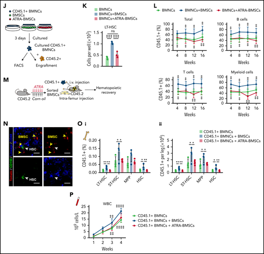 Retinoic acid impairs the hematopoietic stem cell niche function of BMSCs. (A) Schematic of experimental design for in vivo HSC niche function after ATRA treatment. Wild-type CD45.2+ mice, pretreated with vehicle or ATRA, consecutively 6 times, were lethally irradiated and transplanted with 1 × 106 CD45.1+ BMNCs for recovery. After 8 weeks of recovery, 1 × 106 recovered CD45.1+ BMNCs were mixed with 2 × 105 fresh CD45.2+ BMNCs for competitive reconstitution analysis. (B-C) The percentage (i) and absolute numbers (ii) of CD45.1+ donor-derived hematopoietic stem and progenitor cells (HSPCs) (B) and cell cycle of engrafted CD45.1+HSCs (C) in the BM after an 8-week recovery in recipients pretreated with vehicle or ATRA, as indicated; n = 6 mice per group. (D) Engraftment analysis of total engrafted CD45.1+ donor cells (Total), B cells (B220+), T cells (CD3+), and myeloid cells (Gr1+Mac1+) at indicated weeks after transplantation; n = 3 donor mice per group and 6 recipient mice per group. (E-F) The percentage (E) and absolute numbers (F) of CD45.1+ donor-derived HSPCs in the BM of recipients at 4 weeks after secondary transplantation; n = 5 mice per group. (G-H) Quantitative polymerase chain reaction (qPCR) analysis of niche factors in sorted CD45–Ter119– stromal cells (G) and PDGFRα+ BMSCs (H) from control and ATRA-treated mice, respectively; n = 4 mice per group. (I) Schematic of experimental design for Scf-GFP mice treated with ATRA or control vehicle (i); absolute numbers (ii; Ctrl mice n = 8, ATRA-treated mice n = 6), and GFP mean fluorescence intensity (iii, n = 3 mice) of CD45–Ter119–CD31–Scf-GFP+ cells in Scf-GFP mice treated with vehicle or ATRA, as indicated. (J) Schematic of experimental design for HSC in vitro expansion when cocultured with BMSCs pretreated with vehicle or ATRA, as indicated. (K) Absolute numbers of in vitro–expanded LT-HSCs, as indicated; n = 3 biologically independent replicates. (L) Engraftment analysis of total engrafted CD45.1+ donor cells (Total), B cells (B220+), T cells (CD3+), and myeloid cells (Gr1+Mac1+) at indicated weeks after transplantation; n = 3 donor mice and n = 5-6 recipient mice per group. (M) Schematic of experimental design for HSC cotransplantation with BMSCs sorted from control or ATRA-pretreated mice, as indicated; as seen in panels N to P. (N) Representative images of LepR-Cre; tdTomato+ intrafemur-injected BMSCs in the BM at 2 weeks after injection; Tomato (red), CD150 (green), and lineage/CD48 (blue) (scale bar, 15 µm). (O) The percentage (i) and absolute numbers (ii) of engrafted CD45.1+ donor-derived HSPCs in recipients at 8 weeks after transplantation (n = 4–5 mice). (P) The recovery of hematopoietic mononuclear cells in the peripheral blood of recipients at 4 weeks after transplantation. Error bars indicated mean ± SD. Two-tailed Student t tests were used to assess statistical significance (B, E, F, G, H, I, and O). *P < .05; **P < .01; ***P < .001. Repeated-measures 2-way ANOVA (C, D, L, and P) followed by Dunnett’s test for multiple comparisons, ‡P < .05; ‡‡P < .01; ‡‡‡P < .001; ‡‡‡‡P < .0001. LT-HSC, long-term HSC; ST-HSC, short-term HSC; MPP, multipotent progenitor.