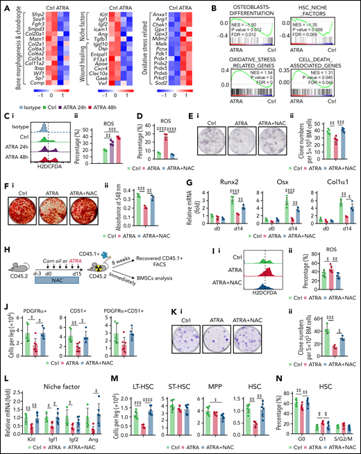 Retinoic acid inhibits NRF2 to increase ROS levels and impair the function of BMSCs. Heatmap (A) and gene set enrichment analysis (GSEA) (B) of the indicated genes in control or ATRA-treated BMSCs in vitro. (C) Representative FACS plot (i) and quantification (ii) of cellular ROS levels in BMSCs, determined using H2DCFDA staining after ATRA treatment, as indicated; n = 4 biologically independent replicates. (D) ROS levels in BMSCs after ATRA and NAC treatment, as indicated; n = 3 biologically independent replicates. (E) Representative images (i) and quantification (ii) of CFU-F colonies formed by BMSCs treated with ATRA and NAC, as indicated; n = 5 biologically independent replicates. (F-G) Alizarin Red S staining (i) and quantification (ii) (F) and qPCR analysis of osteoblastic genes (G) in BMSCs, after induced osteoblastic differentiation. The osteogenic medium was administrated with vehicle or ATRA, as indicated; n = 3 biologically independent replicates. (H) Schematic of experimental design for NAC and ATRA treatment in vivo, as seen in panels I to N. (I-J) Representative FACS plot (i) and quantification (ii) of cellular ROS levels in BMSCs (I) and absolute numbers of BMSCs (J) in indicated mice; n = 5 mice per group. (K) Representative images (i) and quantification (ii) of CFU-F colonies formed by BMSCs from indicated mice; n = 3 mice per group. (L) qPCR analysis of HSC niche factors in sorted PDGFRα+ BMSCs from indicated mice; n = 4–6 biologically replicates. (M-N) The absolute numbers of recovered CD45.1+ donor-derived HSPCs (M) and cell cycle of CD45.1+ donor-derived HSCs (N) in recipient mice at 8 weeks after transplantation; n = 4-6 mice. (O-P) GSEA analysis of NRF2 pathways (O) and heatmap of NRF2-induced genes (P) in BMSCs after ATRA treatment. (Q) Western blots (i) and quantification (ii) for NRF2 protein levels in BMSCs after ATRA treatment. (R) Western blots for NRF2 in BMSCs with empty vector (EV) or NRF2 overexpression (OE) and vehicle control or ATRA treatment, as indicated. (S) ROS levels in BMSCs with EV or NRF2-OE and vehicle control or ATRA treatment as indicated; n = 3 biologically independent replicates. (T) qPCR analysis of HSC niche factors in BMSCs with EV or NRF2-OE and vehicle control or ATRA treatment, as indicated; n = 3 biologically independent replicates. (U) Chip-qPCR of Scf and Igf1 enrichment in BMSC anti-NRF2 precipitates as indicated. Error bars indicate mean ± SD. Black bars represent individual genes in rank order. NES, normalized enrichment score; FDR, false discovery rate. (B, O) Repeated-measures 1-way ANOVA (C-F, I-M, Q, and U) or 2-way (G, N, S, and T) ANOVA followed by Dunnett’s test for multiple comparisons, ‡P < .05; ‡‡P < .01; ‡‡‡P < .001; ‡‡‡‡P < .0001.