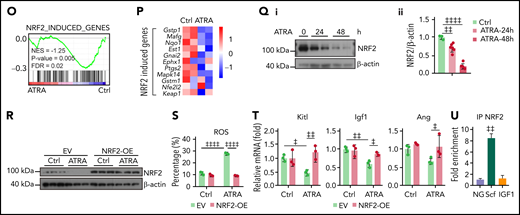 Retinoic acid inhibits NRF2 to increase ROS levels and impair the function of BMSCs. Heatmap (A) and gene set enrichment analysis (GSEA) (B) of the indicated genes in control or ATRA-treated BMSCs in vitro. (C) Representative FACS plot (i) and quantification (ii) of cellular ROS levels in BMSCs, determined using H2DCFDA staining after ATRA treatment, as indicated; n = 4 biologically independent replicates. (D) ROS levels in BMSCs after ATRA and NAC treatment, as indicated; n = 3 biologically independent replicates. (E) Representative images (i) and quantification (ii) of CFU-F colonies formed by BMSCs treated with ATRA and NAC, as indicated; n = 5 biologically independent replicates. (F-G) Alizarin Red S staining (i) and quantification (ii) (F) and qPCR analysis of osteoblastic genes (G) in BMSCs, after induced osteoblastic differentiation. The osteogenic medium was administrated with vehicle or ATRA, as indicated; n = 3 biologically independent replicates. (H) Schematic of experimental design for NAC and ATRA treatment in vivo, as seen in panels I to N. (I-J) Representative FACS plot (i) and quantification (ii) of cellular ROS levels in BMSCs (I) and absolute numbers of BMSCs (J) in indicated mice; n = 5 mice per group. (K) Representative images (i) and quantification (ii) of CFU-F colonies formed by BMSCs from indicated mice; n = 3 mice per group. (L) qPCR analysis of HSC niche factors in sorted PDGFRα+ BMSCs from indicated mice; n = 4–6 biologically replicates. (M-N) The absolute numbers of recovered CD45.1+ donor-derived HSPCs (M) and cell cycle of CD45.1+ donor-derived HSCs (N) in recipient mice at 8 weeks after transplantation; n = 4-6 mice. (O-P) GSEA analysis of NRF2 pathways (O) and heatmap of NRF2-induced genes (P) in BMSCs after ATRA treatment. (Q) Western blots (i) and quantification (ii) for NRF2 protein levels in BMSCs after ATRA treatment. (R) Western blots for NRF2 in BMSCs with empty vector (EV) or NRF2 overexpression (OE) and vehicle control or ATRA treatment, as indicated. (S) ROS levels in BMSCs with EV or NRF2-OE and vehicle control or ATRA treatment as indicated; n = 3 biologically independent replicates. (T) qPCR analysis of HSC niche factors in BMSCs with EV or NRF2-OE and vehicle control or ATRA treatment, as indicated; n = 3 biologically independent replicates. (U) Chip-qPCR of Scf and Igf1 enrichment in BMSC anti-NRF2 precipitates as indicated. Error bars indicate mean ± SD. Black bars represent individual genes in rank order. NES, normalized enrichment score; FDR, false discovery rate. (B, O) Repeated-measures 1-way ANOVA (C-F, I-M, Q, and U) or 2-way (G, N, S, and T) ANOVA followed by Dunnett’s test for multiple comparisons, ‡P < .05; ‡‡P < .01; ‡‡‡P < .001; ‡‡‡‡P < .0001.