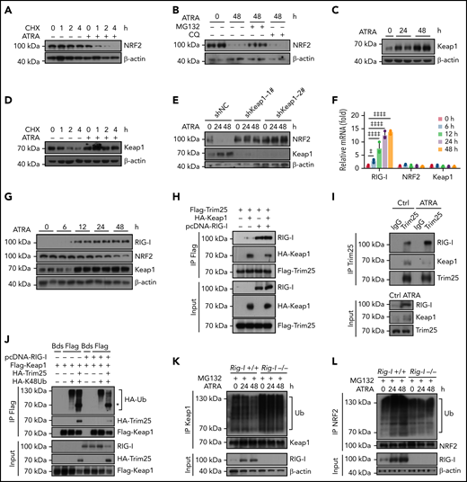 Retinoic acid upregulates RIG-I to stimulate Keap1-mediated proteasome degradation of NRF2. (A) Western blots for NRF2 in BMSCs, with or without ATRA treatment at the indicated time, after cycloheximide (CHX) treatment. β-Actin was used as a loading control. Quantified in supplemental Figure 4A. (B) Western blots for NRF2 in BMSCs, with or without treatment using ATRA and proteasome inhibitor MG132 or lysosome inhibitor chloroquine (CQ), as indicated. β-actin was used a loading control. Two biologically independent replicates have been presented; n = 6 biologically replicates. Quantified in Supplemental Figure 4B. (C) Western blots for Keap1 in BMSCs after ATRA treatment as indicated. β-actin was used as a loading control. Two replicates have been presented; n = 3–6 biologically replicates. Quantified in Supplemental Figure 4C. (D) Western blots for Keap1 in BMSCs, with or without ATRA treatment at the indicated time, after CHX treatment. β-Actin was used as a loading control; n = 3 biologically independent replicates. Quantified in supplemental Figure 4D. (E) Western blots for NRF2 and Keap1 in BMSCs with Keap1-knockdown and ATRA treatment as indicated. β-Actin was used as a loading control; n = 3 biologically independent replicates. Quantified in supplemental Figure 4E. (F) qPCR analysis of RIG-I, NRF2, and Keap1 in BMSCs after ATRA treatment as indicated. (G) Western blots for RIG-I, NRF2, and Keap1 in BMSCs after ATRA treatment as indicated. β-actin was used as a loading control. Two replicates have been presented; n = 4 biologically independent replicates. Quantified in supplemental Figure 4G. (H) Western blots for Flag-Trim25, HA-Keap1, and RIG-I in the input and immunoprecipitate with anti-Flag antibody from 293T cells. (I) Western blots for Trim25, Keap1, and RIG-I in the input and immunoprecipitate with anti-Trim25 antibody from BMSCs. (J) Western blots for HA-ubiquitin (Ub), HA-Trim25, Flag-Keap1, and RIG-I in the input and immunoprecipitate with anti-Flag antibody from 293T cells. *HA-Trim25. (K) Western blots for Ubiquitin (Ub), Keap1, and RIG-I in the input and immunoprecipitate with anti-Keap1 antibody from MG132-treated BMSCs obtained from Rig-I+/+ or Rig-I−/− mice. (L) Western blots for Ubiquitin (Ub), NRF2, and RIG-I in the input and immunoprecipitate with anti-NRF2 antibody from MG132-treated BMSCs obtained from Rig-I+/+ or Rig-I−/− mice. (M) Western blots for RIG-I, NRF2, and Keap1 in Rig-I+/+ or Rig-I−/− BMSCs after ATRA treatment as indicated. β-Actin was used as a loading control. Two replicates have been presented; n = 2-4 biologically independent replicates. Quantified in supplemental Figure 4H. (N) qPCR analysis of NRF2-induced genes in Rig-I+/+ or Rig-I−/− BMSCs after ATRA treatment as indicated. (O) Western blots for RIG-I, NRF2, Keap1, and Trim25 in Trim25-knockdown Rig-I+/+ or Rig-I−/− BMSCs, as indicated. Quantified in supplemental Figure 4I. (P) Illustration of the RIG-I-Trim25-Keap1 complex regulating NRF2 degradation. Error bars indicate mean ± SD. Repeated-measures 1-way (F) or 2-way (N) ANOVA followed by Dunnett’s test multiple comparisons. ‡P < .05; ‡‡P < .01; ‡‡‡P < .001; ‡‡‡‡P < .0001.
