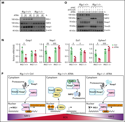 Retinoic acid upregulates RIG-I to stimulate Keap1-mediated proteasome degradation of NRF2. (A) Western blots for NRF2 in BMSCs, with or without ATRA treatment at the indicated time, after cycloheximide (CHX) treatment. β-Actin was used as a loading control. Quantified in supplemental Figure 4A. (B) Western blots for NRF2 in BMSCs, with or without treatment using ATRA and proteasome inhibitor MG132 or lysosome inhibitor chloroquine (CQ), as indicated. β-actin was used a loading control. Two biologically independent replicates have been presented; n = 6 biologically replicates. Quantified in Supplemental Figure 4B. (C) Western blots for Keap1 in BMSCs after ATRA treatment as indicated. β-actin was used as a loading control. Two replicates have been presented; n = 3–6 biologically replicates. Quantified in Supplemental Figure 4C. (D) Western blots for Keap1 in BMSCs, with or without ATRA treatment at the indicated time, after CHX treatment. β-Actin was used as a loading control; n = 3 biologically independent replicates. Quantified in supplemental Figure 4D. (E) Western blots for NRF2 and Keap1 in BMSCs with Keap1-knockdown and ATRA treatment as indicated. β-Actin was used as a loading control; n = 3 biologically independent replicates. Quantified in supplemental Figure 4E. (F) qPCR analysis of RIG-I, NRF2, and Keap1 in BMSCs after ATRA treatment as indicated. (G) Western blots for RIG-I, NRF2, and Keap1 in BMSCs after ATRA treatment as indicated. β-actin was used as a loading control. Two replicates have been presented; n = 4 biologically independent replicates. Quantified in supplemental Figure 4G. (H) Western blots for Flag-Trim25, HA-Keap1, and RIG-I in the input and immunoprecipitate with anti-Flag antibody from 293T cells. (I) Western blots for Trim25, Keap1, and RIG-I in the input and immunoprecipitate with anti-Trim25 antibody from BMSCs. (J) Western blots for HA-ubiquitin (Ub), HA-Trim25, Flag-Keap1, and RIG-I in the input and immunoprecipitate with anti-Flag antibody from 293T cells. *HA-Trim25. (K) Western blots for Ubiquitin (Ub), Keap1, and RIG-I in the input and immunoprecipitate with anti-Keap1 antibody from MG132-treated BMSCs obtained from Rig-I+/+ or Rig-I−/− mice. (L) Western blots for Ubiquitin (Ub), NRF2, and RIG-I in the input and immunoprecipitate with anti-NRF2 antibody from MG132-treated BMSCs obtained from Rig-I+/+ or Rig-I−/− mice. (M) Western blots for RIG-I, NRF2, and Keap1 in Rig-I+/+ or Rig-I−/− BMSCs after ATRA treatment as indicated. β-Actin was used as a loading control. Two replicates have been presented; n = 2-4 biologically independent replicates. Quantified in supplemental Figure 4H. (N) qPCR analysis of NRF2-induced genes in Rig-I+/+ or Rig-I−/− BMSCs after ATRA treatment as indicated. (O) Western blots for RIG-I, NRF2, Keap1, and Trim25 in Trim25-knockdown Rig-I+/+ or Rig-I−/− BMSCs, as indicated. Quantified in supplemental Figure 4I. (P) Illustration of the RIG-I-Trim25-Keap1 complex regulating NRF2 degradation. Error bars indicate mean ± SD. Repeated-measures 1-way (F) or 2-way (N) ANOVA followed by Dunnett’s test multiple comparisons. ‡P < .05; ‡‡P < .01; ‡‡‡P < .001; ‡‡‡‡P < .0001.