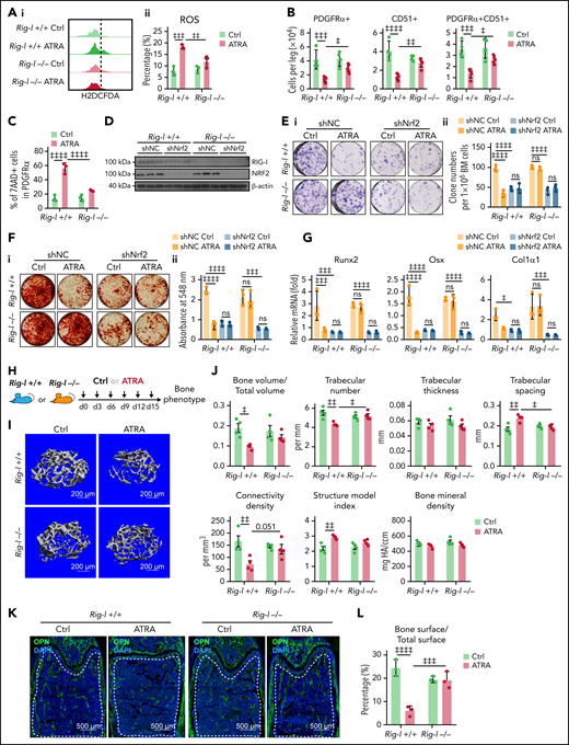 Rig-I deletion recovers the clonogenicity and osteogenesis capacities of BMSCs under ATRA treatment. (A) Representative FACS plot (i) and quantification (ii) of cellular ROS level in Rig-I+/+ and Rig-I−/− BMSCs, with or without ATRA treatment, as indicated; n = 3 biologically independent replicates. (B-C) The absolute numbers (B) and cell death (C) of BMSCs in Rig-I+/+ and Rig-I−/− mice treated with vehicle or ATRA, as indicated; n = 3–4 mice per group. (D) Western blots for RIG-I and NRF2 in NRF2-knockdown BMSCs from Rig-I+/+ or Rig-I−/− mice, with β-actin used as a loading control. (E) Representative images (i) and quantification (ii) of CFU-F colonies formed by NRF2-knockdown BMSCs from Rig-I+/+ or Rig-I−/− mice treated with vehicle or ATRA, as indicated; n = 3 biologically independent replicates. (F-G) Alizarin Red S staining (i) and quantification (ii) (F) and qPCR analysis of osteoblastic genes (G) in NRF2-knockdown Rig-I+/+ and Rig-I−/− BMSCs after induced osteoblastic differentiation as indicated. The osteogenic medium was administered with vehicle or ATRA as indicated; n = 3 biologically independent replicates. (H) Strategy outline for the role of RIG-I in osteogenesis ability of ATRA-regulated BMSCs. (I-J) Representative images (I) and quantitative measurements for micro-CT analysis (J) of femurs from control or ATRA-treated Rig-I+/+ or Rig-I−/− mice as indicated; n = 4 mice per group. (K-L) Representative image (K) and quantification (L) of OPN-expressing cells in distal femur metaphysis in control or ATRA-treated Rig-I+/+ or Rig-I−/− mice as indicated. Error bars indicated mean ± SD. Repeated-measures 2-way (A-C, E-G, J, and L) ANOVA followed by Dunnett’s test multiple comparisons. ‡P < .05; ‡‡P < .01; ‡‡‡P < .001; ‡‡‡‡P < .0001.