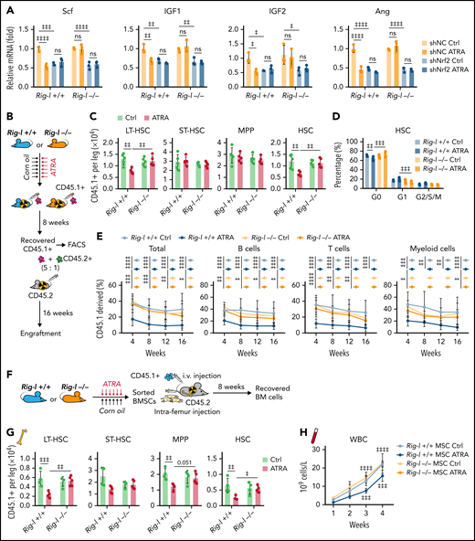 Rig-I deletion protects the HSC niche function of BMSCs under ATRA treatment. (A) qPCR analysis of HSC niche factors in NRF2-knockdown Rig-I+/+ or Rig-I−/− BMSCs treated with vehicle or ATRA, as indicated; n = 3 biologically independent replicates. (B) Schematic of experimental design for in vivo HSC niche function after ATRA treatment in Rig-I+/+ or Rig-I−/− mice. Wild-type CD45.2+ mice, pretreated with vehicle or ATRA, consecutively 6 times, were lethally irradiated and transplanted with 1 × 106 CD45.1+ BMNCs for recovery. After an 8-week recovery, 1 × 106 recovered CD45.1+ BMNCs were mixed with 2 × 105 fresh CD45.2+ BMNCs for competitive reconstitution analysis. (C-D) Absolute numbers of donor-derived HSPCs (C) and cell cycle analysis for donor-derived HSCs (D) in Rig-I+/+ or Rig-I−/− recipient mice after the 8-week recovery. (E) Engraftment analysis of total engrafted CD45.1+ donor cells (Total), B cells (B220+), T cells (CD3+), and myeloid cells (Gr1+Mac1+) recovered from Rig-I+/+ recipients or Rig-I−/− recipients at indicated weeks after transplantation; n = 6 donors per group and n = 11–12 recipient mice per group. (F) Schematic of experimental design for co-transplantation of BMNCs with BMSCs derived from Rig-I+/+ and Rig-I−/− mice pretreated with ATRA or control vehicle. (G) Absolute numbers of donor-derived HSPCs in recipients on 8-week recovery after BMNC transplantation and BMSC co-transplantation as indicated. (H) The recovery of hematopoietic mononuclear cells in the peripheral blood of co-transplanted recipients, as indicated. Error bars indicated mean ± SD. Data were analyzed using 2-way (A, C-E, G, and H) ANOVA followed by Dunnett’s test multiple comparisons. ‡P < .05; ‡‡P < .01; ‡‡‡P < .001; ‡‡‡‡P < .0001.