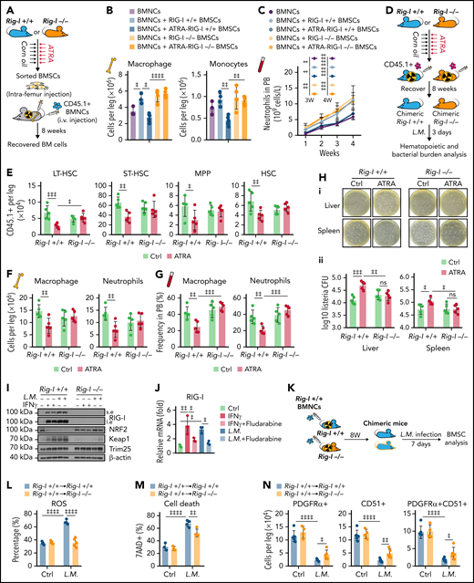 Retinoic acid impairs the ability of BMSCs to support emergency myelopoiesis against L monocytogenes during BM transplantation in a RIG-I–dependent manner. (A) Schematic of experimental design for co-transplantation of BMNCs with BMSCs derived from Rig-I+/+ and Rig-I−/− mice pretreated with ATRA or control vehicle (B-C). (B) The absolute numbers of donor-derived macrophage (CD11b+F4/80+) and donor-derived monocytes (CD11b+Ly6Chi) after the 8-week recovery in recipients received BMNC and BMSC co-transplantation as indicated; n = 3–5 mice per group. (C) The recovery of neutrophils in the peripheral blood of transplanted recipients as indicated; n = 4–7 mice per group. (D) Schematic of experimental design for evaluating stromal niche function in Rig-I+/+ or Rig-I−/− mice after ATRA treatment. Rig-I+/+ and Rig-I−/− mice pretreated with vehicle or ATRA consecutively 6 times were lethally irradiated and transplanted with 1 × 106 CD45.1+ BMNCs for recovery. After 8 weeks of recovery, the chimeric recipients were infected with L monocytogenes (L.M.) at 1 × 104 CFUs (D-H). (E) Absolute numbers of donor-derived HSPCs in the BM in chimeric recipients at 3 days after L.M. infection; n = 5 mice per group. (F-G) Absolute numbers in the BM (F) and frequency in the peripheral blood (G) of donor-derived macrophages (CD11b+F4/80+) and neutrophils (CD11b+Gr-1+) in chimeric recipients at 3 days after L.M. infection; n = 5 mice per group. (H) Representative images (i) and quantification (ii) of CFUs in liver and spleen at 3 days after L.M. infection in chimeric recipients; n = 5 mice per group. (I) Western blots for RIG-I, NRF2, Keap1, and Trim25 in BMSCs from Rig-I+/+ or Rig-I−/− mice treated with IFNγ or L.M. as indicated, with β-actin used as a loading control. (J) qPCR of RIG-I in BMSCs with IFNγ, L.M., and STAT1 inhibitor (fludarabine) as indicated; n = 3 biologically independent replicates. (K) Schematic of experimental design for the role of RIG-I in BMSCs on L.M. infection challenge; 1 × 106Rig-I+/+ BMNCs were transplanted into lethal irradiated Rig-I+/+ or Rig-I−/− mice. Eight weeks after transplantation, chimeric Rig-I+/+ and Rig-I−/− mice were infected with L.M. at 1 × 104 CFUs, and BMSCs were analyzed at 7 days after infection (L-O). (L-O) The ROS levels (L), cell death (M), absolute numbers (N), and CFU-F activity (O) of BMSCs from chimeric Rig-I+/+ and Rig-I−/− recipient mice after indicated treatments; n = 4–5 mice per group. (P) Schematic of experimental design for evaluating the role of RIG-I in stromal niche on L.M. infection challenge; 1 × 106 CD45.1+ BMNCs were transplanted into lethally irradiated Rig-I+/+ and Rig-I−/− mice, which were preinfected with L.M. at 1 × 104 CFU for 7 days. Engraftment was analyzed at 4 weeks after transplantation (Q-R). (Q-R) Absolute numbers of CD45.1+ donor-derived HSPCs (Q) and cell cycle analysis of CD45.1+ donor-derived HSCs (R) in recipient mice as indicated; n = 5-6 mice per group. Error bars indicate mean ± SD. Repeated-measures 1-way (B and J) or 2-way (C, E-H, L-O, Q, and R) ANOVA followed by Dunnett’s test multiple comparisons. ‡P < .05; ‡‡P < .01; ‡‡‡P < .001; ‡‡‡‡P < .0001.