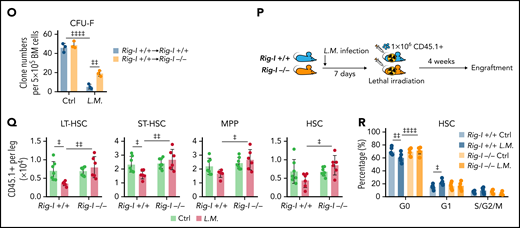Retinoic acid impairs the ability of BMSCs to support emergency myelopoiesis against L monocytogenes during BM transplantation in a RIG-I–dependent manner. (A) Schematic of experimental design for co-transplantation of BMNCs with BMSCs derived from Rig-I+/+ and Rig-I−/− mice pretreated with ATRA or control vehicle (B-C). (B) The absolute numbers of donor-derived macrophage (CD11b+F4/80+) and donor-derived monocytes (CD11b+Ly6Chi) after the 8-week recovery in recipients received BMNC and BMSC co-transplantation as indicated; n = 3–5 mice per group. (C) The recovery of neutrophils in the peripheral blood of transplanted recipients as indicated; n = 4–7 mice per group. (D) Schematic of experimental design for evaluating stromal niche function in Rig-I+/+ or Rig-I−/− mice after ATRA treatment. Rig-I+/+ and Rig-I−/− mice pretreated with vehicle or ATRA consecutively 6 times were lethally irradiated and transplanted with 1 × 106 CD45.1+ BMNCs for recovery. After 8 weeks of recovery, the chimeric recipients were infected with L monocytogenes (L.M.) at 1 × 104 CFUs (D-H). (E) Absolute numbers of donor-derived HSPCs in the BM in chimeric recipients at 3 days after L.M. infection; n = 5 mice per group. (F-G) Absolute numbers in the BM (F) and frequency in the peripheral blood (G) of donor-derived macrophages (CD11b+F4/80+) and neutrophils (CD11b+Gr-1+) in chimeric recipients at 3 days after L.M. infection; n = 5 mice per group. (H) Representative images (i) and quantification (ii) of CFUs in liver and spleen at 3 days after L.M. infection in chimeric recipients; n = 5 mice per group. (I) Western blots for RIG-I, NRF2, Keap1, and Trim25 in BMSCs from Rig-I+/+ or Rig-I−/− mice treated with IFNγ or L.M. as indicated, with β-actin used as a loading control. (J) qPCR of RIG-I in BMSCs with IFNγ, L.M., and STAT1 inhibitor (fludarabine) as indicated; n = 3 biologically independent replicates. (K) Schematic of experimental design for the role of RIG-I in BMSCs on L.M. infection challenge; 1 × 106Rig-I+/+ BMNCs were transplanted into lethal irradiated Rig-I+/+ or Rig-I−/− mice. Eight weeks after transplantation, chimeric Rig-I+/+ and Rig-I−/− mice were infected with L.M. at 1 × 104 CFUs, and BMSCs were analyzed at 7 days after infection (L-O). (L-O) The ROS levels (L), cell death (M), absolute numbers (N), and CFU-F activity (O) of BMSCs from chimeric Rig-I+/+ and Rig-I−/− recipient mice after indicated treatments; n = 4–5 mice per group. (P) Schematic of experimental design for evaluating the role of RIG-I in stromal niche on L.M. infection challenge; 1 × 106 CD45.1+ BMNCs were transplanted into lethally irradiated Rig-I+/+ and Rig-I−/− mice, which were preinfected with L.M. at 1 × 104 CFU for 7 days. Engraftment was analyzed at 4 weeks after transplantation (Q-R). (Q-R) Absolute numbers of CD45.1+ donor-derived HSPCs (Q) and cell cycle analysis of CD45.1+ donor-derived HSCs (R) in recipient mice as indicated; n = 5-6 mice per group. Error bars indicate mean ± SD. Repeated-measures 1-way (B and J) or 2-way (C, E-H, L-O, Q, and R) ANOVA followed by Dunnett’s test multiple comparisons. ‡P < .05; ‡‡P < .01; ‡‡‡P < .001; ‡‡‡‡P < .0001.