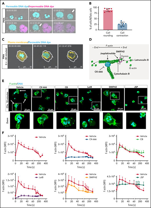 Pharmacologic inhibition of actin cytoskeletal rearrangements in human primary neutrophils. (A-B) NETosis dynamics upon PMA stimulation were assessed by live cell imaging. (A) Permeable DNA dye DRAQ5 (cyan) and the impermeable DNA dye Sytox Green (magenta) were used. Arrows indicate the moment neutrophil rounding was observed. Time is displayed in hours. Representative stills are displayed (see also supplemental Video 1). (B) Quantification of the number of neutrophils undergoing NETosis, which showed cell rounding and cell contraction. (C) Live cell imaging of NETosis dynamics upon PMA stimulation using CellMask Orange Plasma membrane Stain (yellow) to visualize the plasma membrane and DRAQ5 (cyan) as DNA dye. Drawing of the cell border is inserted to visualize reduction of cellular surface. Time is displayed in hours. Representative stills are displayed. (D) Schematic overview to illustrate where the pharmacologic actin inhibitors target F-actin assembly. → stabilization or induction, ─| inhibition. (E) Actin polymerization was examined by confocal analysis with staining for F-actin (green = F-actin; phalloidin, cyan = DNA; Hoechst) upon 10 minute stimulation with C5a. Images were acquired by using a Leica TCS SP8 confocal microscope. (F) Actin polymerization upon preincubation with the actin rearrangement inhibitors was examined in suspension after stimulation with C5a (10 nM) by flow cytometry (mean ± SEM, n = 4-7). Bars represent 25 μm (A, C, and E). MFI, mean fluorescence intensity.