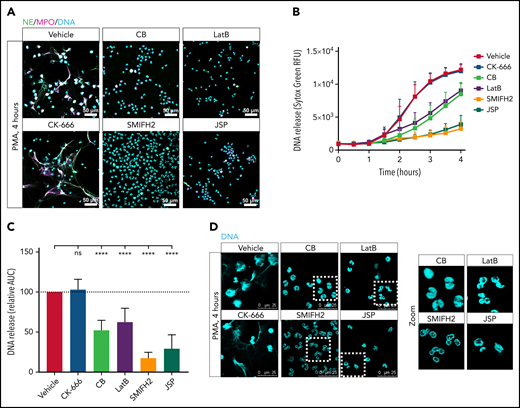 Actin cytoskeleton rearrangements are required for NET formation in response to PMA. Neutrophils were preincubated with the indicated actin polymerization inhibitors, or with the vehicle control, and NET formation was induced by PMA for 4 hours at 37°C. (A) NETs were visualized by staining for NE (green), MPO (magenta), and DNA (cyan; Hoechst). Images were acquired by using a Leica SP8 confocal microscope. (B) DNA release was measured in real-time by Sytox Green–fluorescence. (C) The area under the curve (AUC) was calculated relative to the vehicle control (mean ± SD, n = 6-19). (D) Zoom of panel A. Neutrophil nuclei morphology after 4 hours of PMA stimulation was examined. DNA was visualized (cyan; Hoechst). Images were acquired by using a Leica SP8 confocal microscope. The mixed effects model with Dunnett’s test for multiple comparisons was used to test statistical significance. ****P < .0001. Bars represent 50 μm (A) and 25 µm (D). ns, nonsignificant; RFU, relative fluorescence unit.