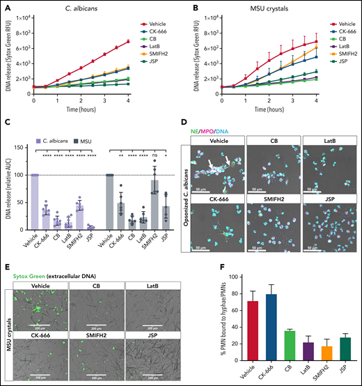 NET formation in response to C. albicans and MSU crystals is reduced when actin dynamics are inhibited. Neutrophils were preincubated with the indicated actin polymerization inhibitors or with the vehicle control, and NET formation was induced by opsonized C. albicans (multiplicity of infection, 10:1) or MSU crystals for 4 hours at 37°C. DNA release was measured in real-time by Sytox Green–fluorescence (A-B) and the area under the curve (AUC) was calculated relative to the vehicle control (C) (mean ± SD, n = 5-7). (D) NETs in response to opsonized C. albicans were visualized by staining for NE (green), MPO (magenta), and DNA (Hoechst, cyan). Arrows indicate NET structures around C. albicans hyphae. Images were acquired by using a Leica SP8 confocal microscope. (E) DNA release induced by MSU crystals was visualized by Sytox Green. Images were acquired by an EVOS Fluorescence Cell imaging system. (F) Quantification of the number of neutrophils bound to C. albicans hyphae upon preincubation with the actin rearrangement inhibitors (mean ± SD, n = 3). The mixed effects model with Dunnett’s test for multiple comparisons was used to test statistical significance. Bars represent 50 μm (D) and 200 μm (E). *P < .05, **P < .01, ****P < .0001. ns, nonsignificant; PMNs, polymorphonuclear leukocytes; RFU, relative fluorescence unit.
