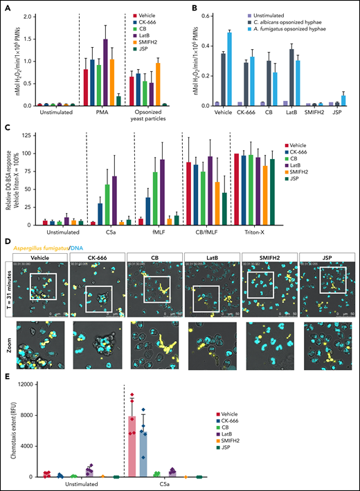 Neutrophil defense mechanisms are altered upon actin polymerization inhibition. (A) Extracellular ROS production in response to PMA (100 ng/mL) and serum-opsonized yeast particles (1 mg/mL) were measured by using the Amplex Red assay upon preincubation with the indicated inhibitors (mean ± SD, n = 4-13). (B) Extracellular ROS production in response to opsonized C. albicans and A. fumigatus measured by Amplex Red assay upon preincubation with the indicated inhibitors (mean ± SD, n = 3). (C) Protease release upon stimulation with C5a (10 nM), N-formyl-Met-Leu-Phe (fMLF) (1 µM), and CytoB/fMLF (5 µg/mL/1 µM) was determined by DQ-green BSA. A Triton X-100 lysate was used as 100%. Results are shown relative to the Triton-X lysate of the vehicle control (mean ± SD, n = 4-15). (C) Neutrophil viability upon 4 hours incubation with actin polymerization inhibitors was assessed by flow cytometry (mean ± SD, n = 2-17). (D) Phagocytosis of opsonized A. fumigatus-RFP (yellow) was assessed by live cell imaging. DRAQ5 (cyan) was used as DNA dye. Representative stills after 31 minutes are displayed (see also supplemental Video 2). (E) Chemotaxis upon stimulation with C5a (10 nM) measured over 3 µm pore-size filters (mean ± SD, n = 1-5). Bars represent 50 μm (D). PMNs, polymorphonuclear leukocytes; RFP, red fluorescent protein.