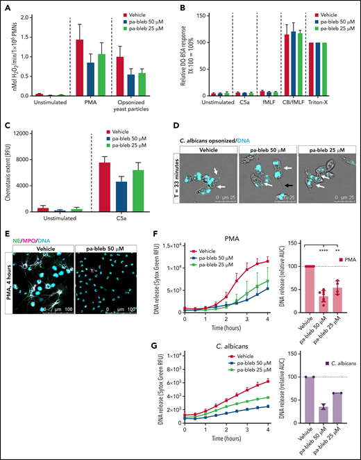 Inhibition of myosin II results in impaired NETosis. (A) Extracellular ROS production in response to PMA (100 ng/mL) and serum-opsonized yeast particles (1 mg/mL) were measured by Amplex Red assay upon preincubation with pa-bleb (mean ± SD, n = 3. (B) Protease release upon stimulation with C5a (10 nM), N-formyl-Met-Leu-Phe (fMLF) (1 µM), and CytoB/fMLF (5 µg/mL/1 µM) was determined by DQ-green BSA. A Triton X-100 lysate was used as 100%. Results are shown relative to the Triton-X lysate (mean ± SD, n = 3-4). (C) Chemotaxis upon stimulation with C5a (10 nM) measured over 3-µm pore-size filters (mean ± SD, n = 3). (D) Phagocytosis of opsonized C. albicans was assessed by live cell imaging. DRAQ5 (cyan) was used as DNA dye. Representative stills after 33 minutes are displayed. White arrows indicate C. albicans conidia inside the neutrophil; black arrow indicates a long uropod indicative of impaired uropod retraction. (E) Neutrophils were preincubated with pa-bleb or with the vehicle control and NET formation was induced by PMA for 4 hours at 37°C. NETs were visualized by staining for NE (green), MPO (magenta), and DNA (Hoechst, cyan). Images were acquired by using a Leica SP8 confocal microscope. (F-G) DNA release in response to PMA (mean ± SD, n = 4-7) (F) or opsonized C albicans (mean + SD, n = 2) (G) was measured in real time by Sytox Green–fluorescence, and the area under the curve (AUC) was calculated relative to the vehicle control (mean ± SD). Bars represent 25 μm (D) and 100 μm (E). **P < .01; ****P < .0001. RFU, relative fluorescence unit.