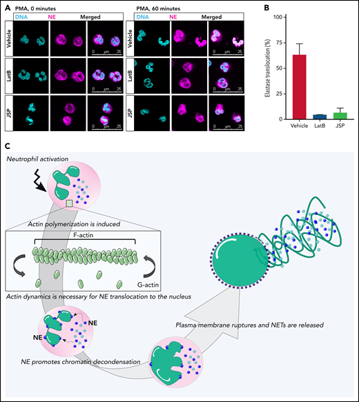 Lack of NE translocation upon inhibition of actin cytoskeletal rearrangements. (A) Representative images of neutrophils pretreated with LatB, JSP, or the vehicle and stimulated with PMA for 60 minutes at 37°C. Neutrophils were stained for NE (magenta) and DNA (cyan; Hoechst). Images were acquired by using a Leica SP8 confocal microscope. (B) Quantification of NE translocation to the nucleus at t = 60 minutes (n = 3-4). (C) Schematic model of the phases of NETosis. Upon neutrophil activation, actin polymerization is induced. These dynamic actin rearrangements are necessary for NE to translocate to the nucleus where it can cleave nucleosomal histones.16 This promotes chromatin decondensation, whereupon the cytoplasmic milieu mixes with the nuclear material before the plasma membrane finally breaks down, resulting in NET release. Bars represent 25 μm (A).