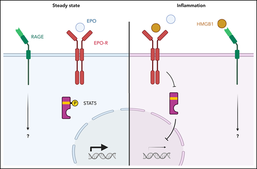 EPO and HMGB1 signaling in erythroblasts. (Left) The normal condition. EPO interacts with its receptor and transduces a signal to STAT5, which activates erythroid genes. (Right) A model of anemia of inflammation. HMGB1 competes with EPO for binding to the EPO receptor. This reduces STAT5 phosphorylation which reduces expression of erythroid genes. An open question is which erythroid genes are regulated by the HMGB1/RAGE signaling pathway.