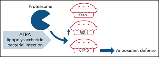 Model of inflammation-induced RIG-I accumulation and NRF2 degradation compromising antioxidant defense in BMSCs. ATRA, lipopolysaccharide, or bacterial infection favor proteasomal degradation of the master antioxidant protein NRF2, leading to the accumulation of ROS and impaired BMSC survival, thereby decreasing their hematopoietic supportive function.