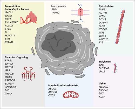 Genes that cause inherited thrombocytopenias grouped by established and potential cellular mechanisms involved in megakaryocyte biology. These genes also correspond to the tier 1 and tier 2 gene lists curated by the International Society of Thrombosis and Hemostasis Genomics in Hemostasis Subcommittee.