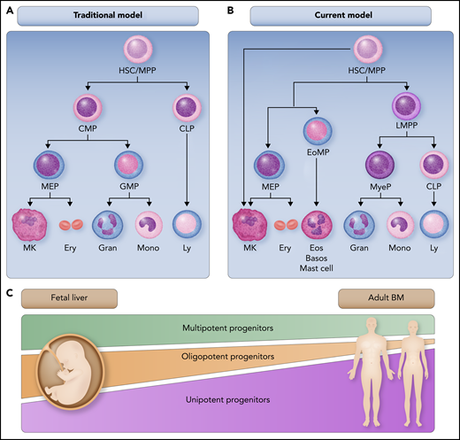 Schematic representation of the traditional and current models of hematopoiesis and developmental changes in progenitor composition. (A) In the traditional model of hematopoiesis, the initial separation segregated myelopoiesis and lymphopoiesis, and MKs emerged exclusively from MEPs. (B) Current literature supports a model in which the initial step separates MK-E/myeloid and lymphomyeloid progenitors, and MKs arise directly from the HSC compartment, as well as from classically defined MEPs (adapted from Psaila and Mead28). (C) There is a gradual decrease in the ratio of multipotent to unipotent progenitors in the course of human development. FL CD34+ cells give rise to multipotent, oligopotent, and unipotent progenitors, whereas adult BM CD34+ cells primarily generate multipotent and unipotent progenitors, with a striking paucity of oligopotent progenitors. CLP, common lymphoid progenitor; CMP, common myeloid progenitor; EoMP, eosinophil-basophil-mast cell progenitor; Ery, erythroid cells; GMP, granulocyte-monocyte progenitor; Gran, granulocytes; LMPP, lymphomyeloid progenitors; Ly, lymphocytes; Mono, monocytes; MPP, multipotent progenitor; MyeP, myeloid progenitor. Professional illustration by Somersault 18:24.