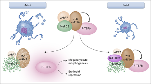 Model of ontogenic regulation of MK morphogenesis. In most cells, most P-TEFb is sequestered in an inactive state within the 7SK small nuclear ribonucleoprotein (snRNP) complex. In adult megakaryopoiesis (left arrow), downregulation of LARP7 and proteolysis of MePCE destabilize 7SK snRNA, leading to unopposed P-TEFb activation. This mode of P-TEFb activation promotes upregulation of MK morphogenesis factors and repression of erythroid markers. In fetal megakaryopoiesis (right arrow), IGF2BP3 stabilizes 7SK snRNA despite the downregulation of LARP7 and proteolysis of MePCE. Persistence of 7SK allows for inhibition of P-TEFb, dampening both the upregulation of MK morphogenesis factors and lineage consolidation via erythroid repression. Professional illustration by Somersault 18:24.