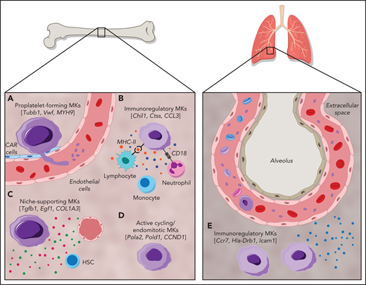 Cellular heterogeneity of MKs within the BM and of MKs present in the lung. MK subgroups within the BM. (A) Proplatelet-forming MKs close to the sinuous blood vessels are high in expression of Tubb1, Vwf,14 and MYH9.51 (B) Immunoregulatory MK subpopulation presenting MHC-II53 and CD18,58 which are responsible for the interaction with lymphocytes and neutrophils, respectively. Immunoregulatory MKs are high in expression of Chil1, Ctss,14 and CCL3,51 and secrete cytokines. (C) MKs, with suggested hematopoietic stem cell niche and osteogenic niche supporting a role evident in the high expression of Tgfb1, Egf1, COL1A3.51 (D) Subset of actively cycling MKs expressing Pola2, Pold1,14 and CCND1.50 (E) The lung contains MKs with an immunoregulatory phenotype expressing Ccr7, Hla-Drb1, and Icam1,13 in addition to intravascular MKs.69