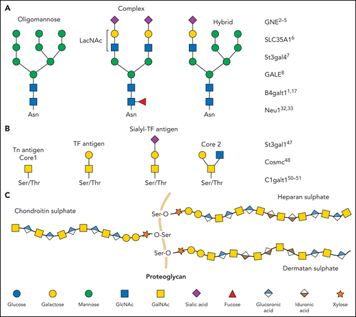Glycan diversity. Schematic figures of glycans and genes that regulate platelet production and clearance. (A) N-glycans are bound to glycoproteins through an N-glycosidic bond to asparagine (Asn). Depending on how their core is branched out, they can be classified as oligomannose, complex, or hybrid. (B) O-glycans are bound through an O-glycosidic bond to serine (Ser) or threonine (Thr). (C) Proteoglycans consist of a protein core (orange) and ≥1 covalently attached GAG chains. GAGs consist of repeating disaccharide units composed of an N-acetylated or N-sulfated hexosamine and either a uronic acid (GlcA or IdoA) or galactose. LacNAc, N-acetyllactosamine; TF, Thomsen-Friedenreich.